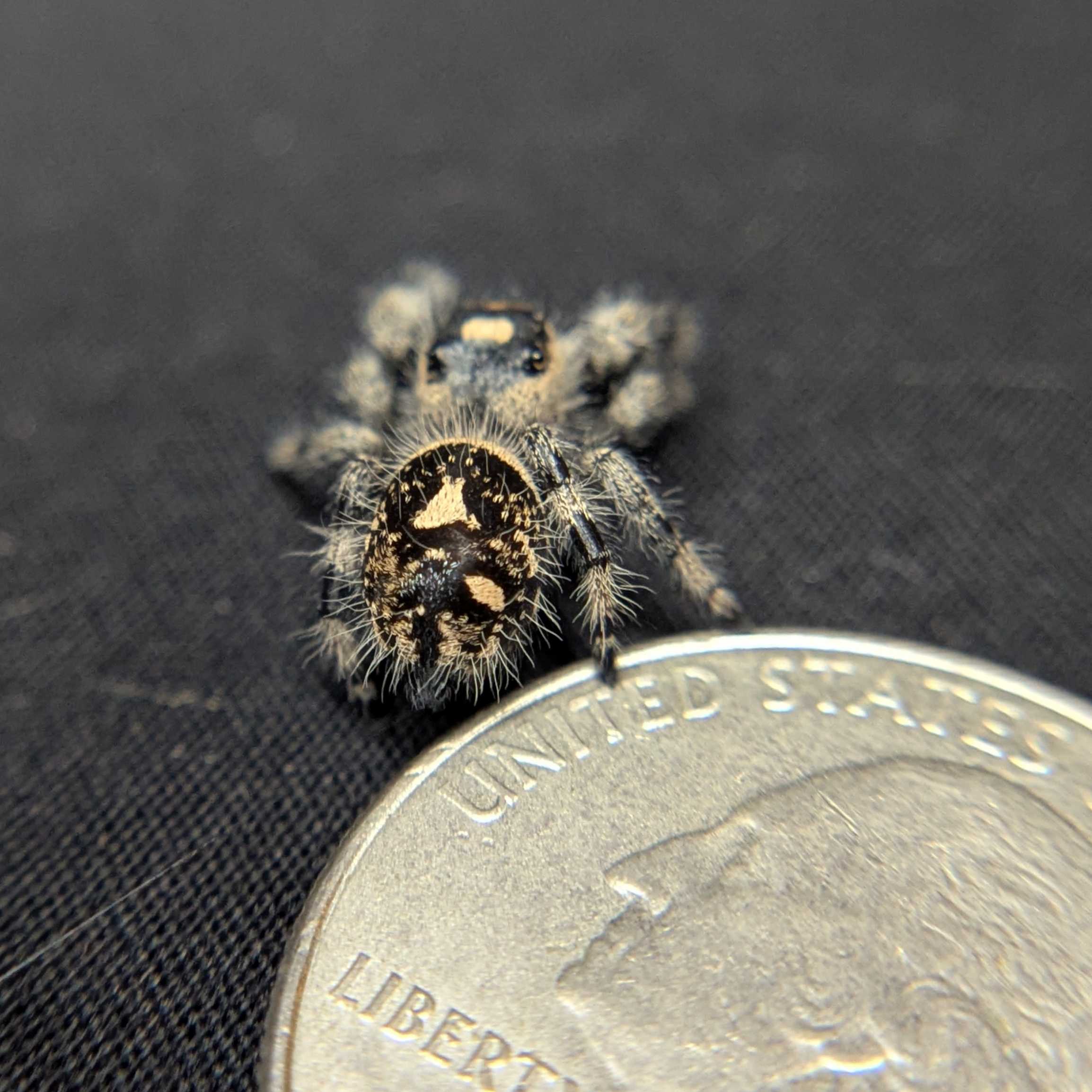 Regal Jumping Spider "Vampire"