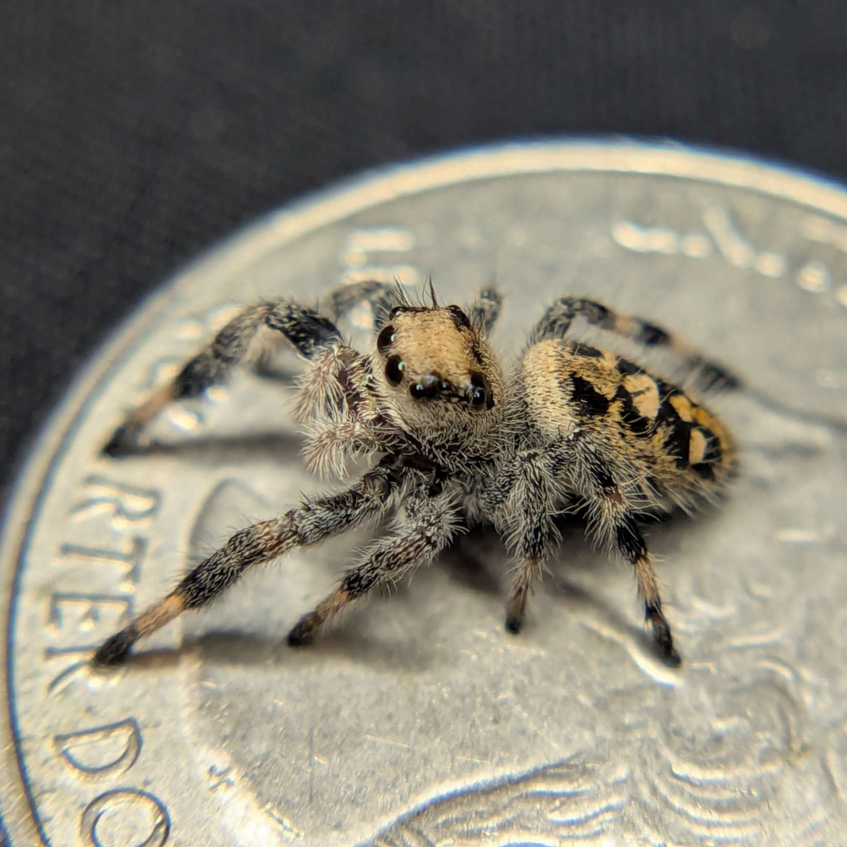 Regal Jumping Spider "Taffy"