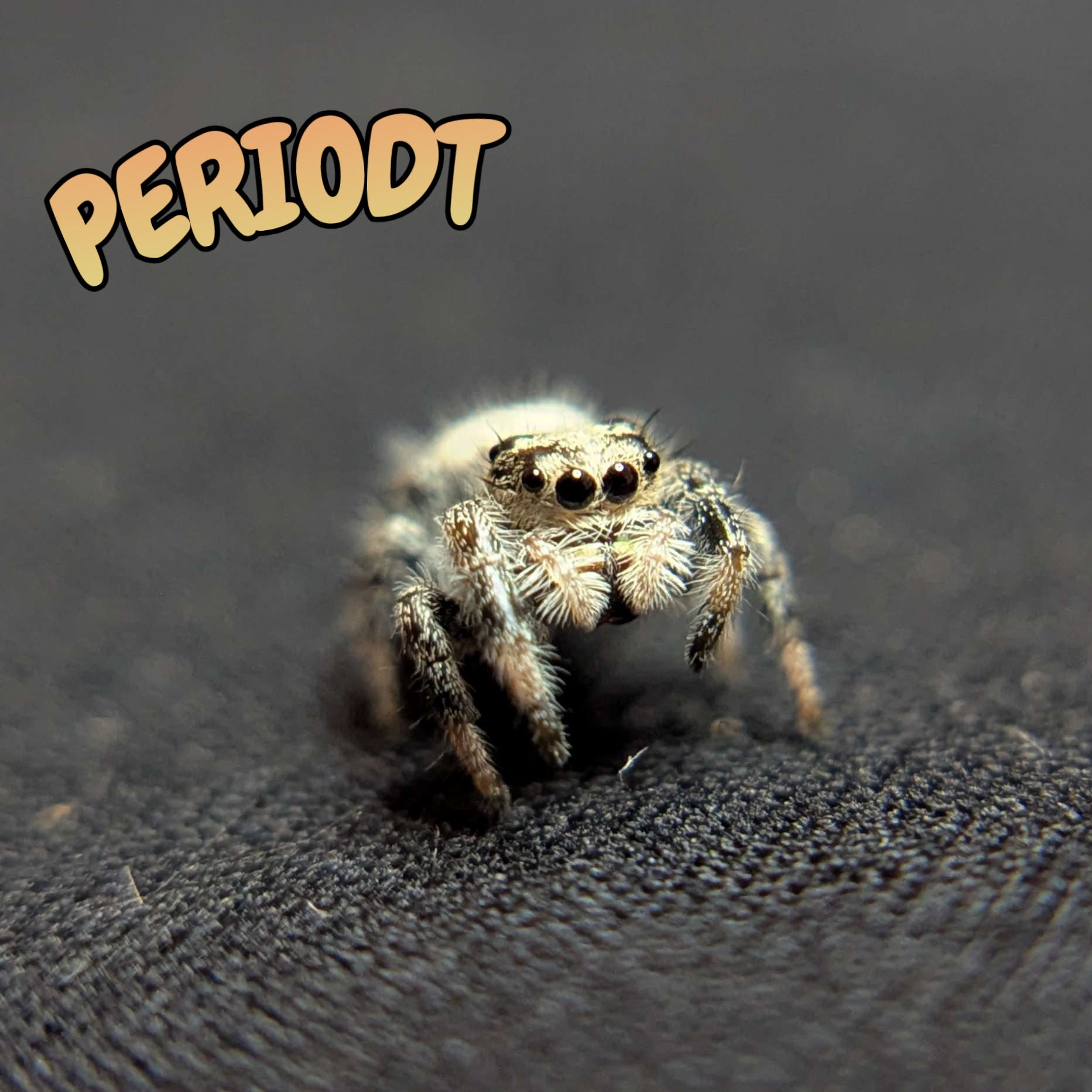 Regal Jumping Spider “Peridot”