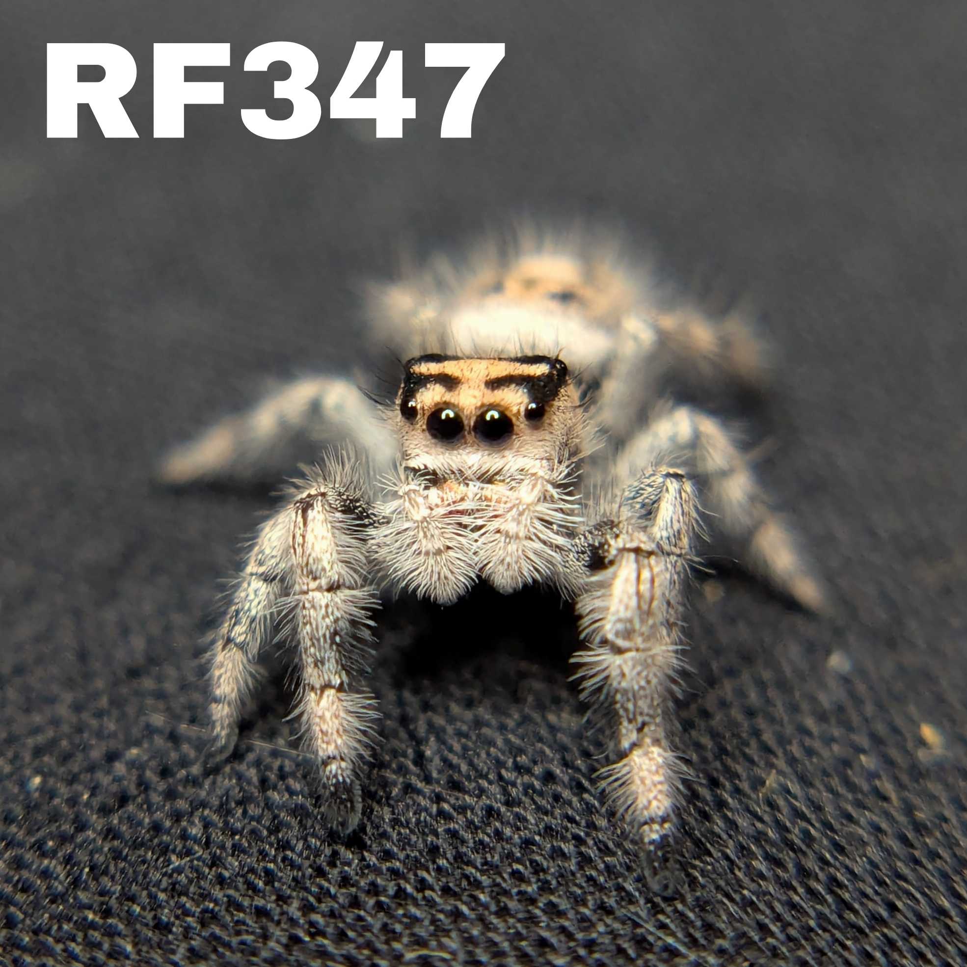Regal Jumping Spider "Jamba"