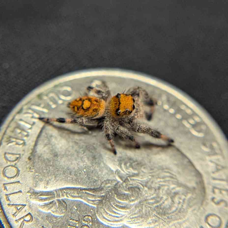 Regal Jumping Spider "Blossom"