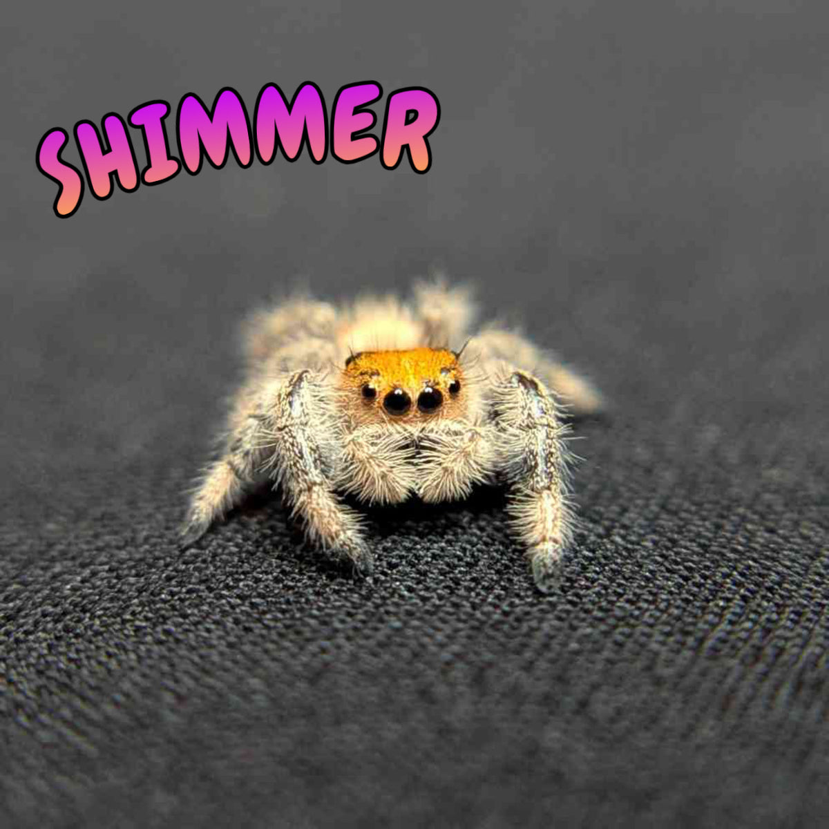 Regal Jumping Spider "Shimmer"