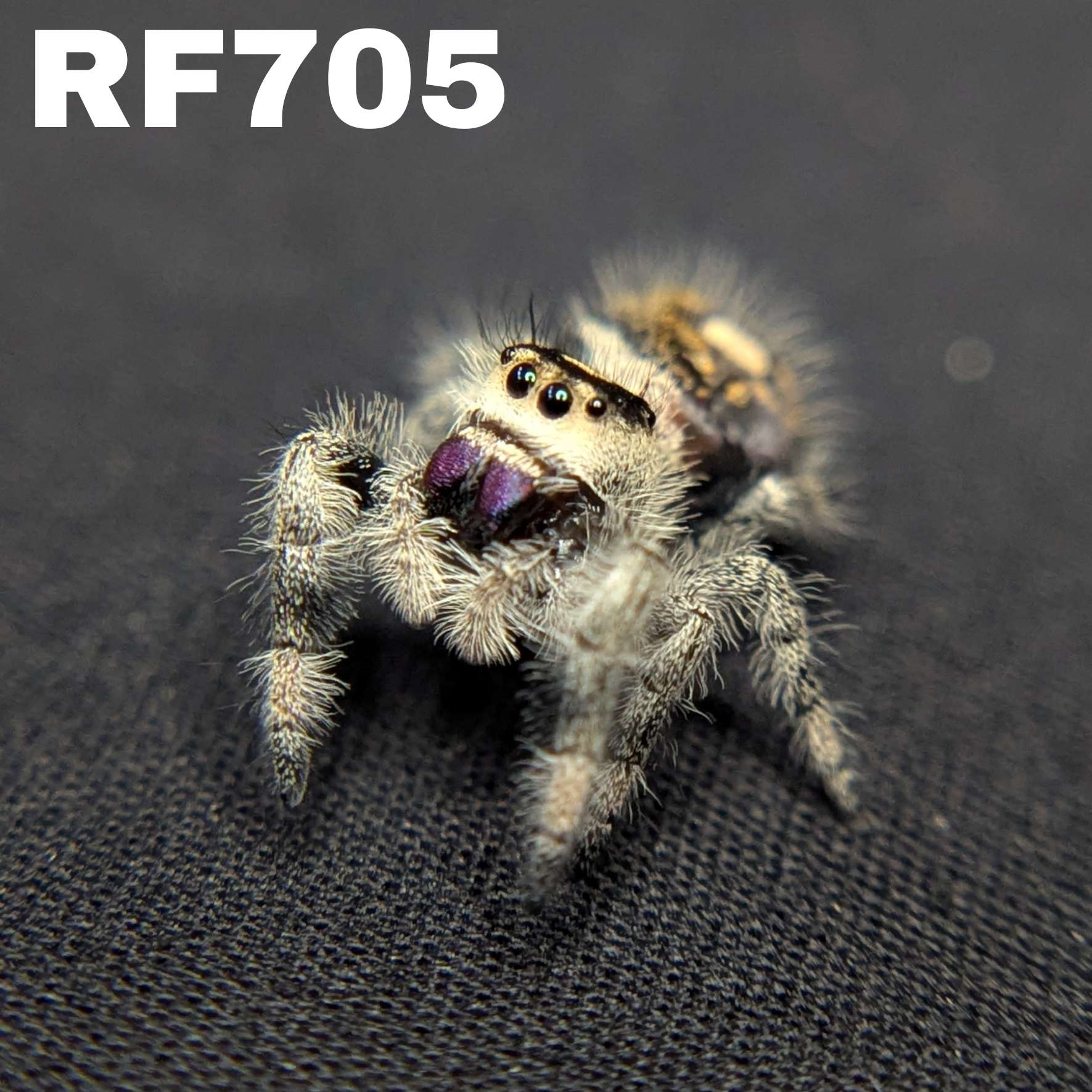Regal Jumping Spider "Plum"