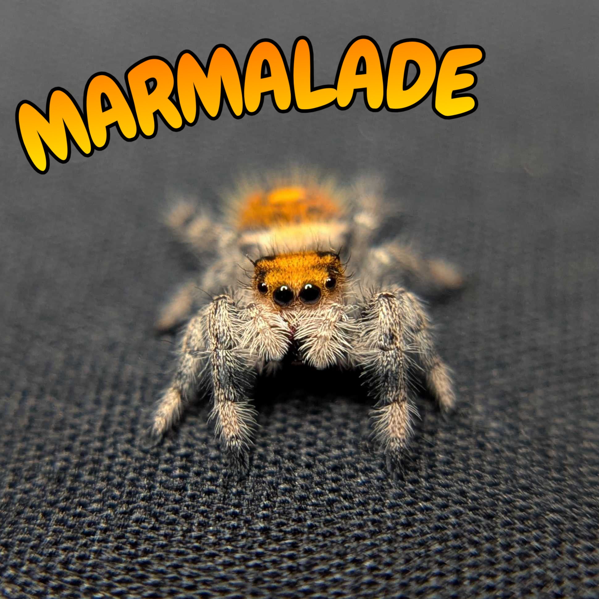 Regal Jumping Spider "Marmalade"