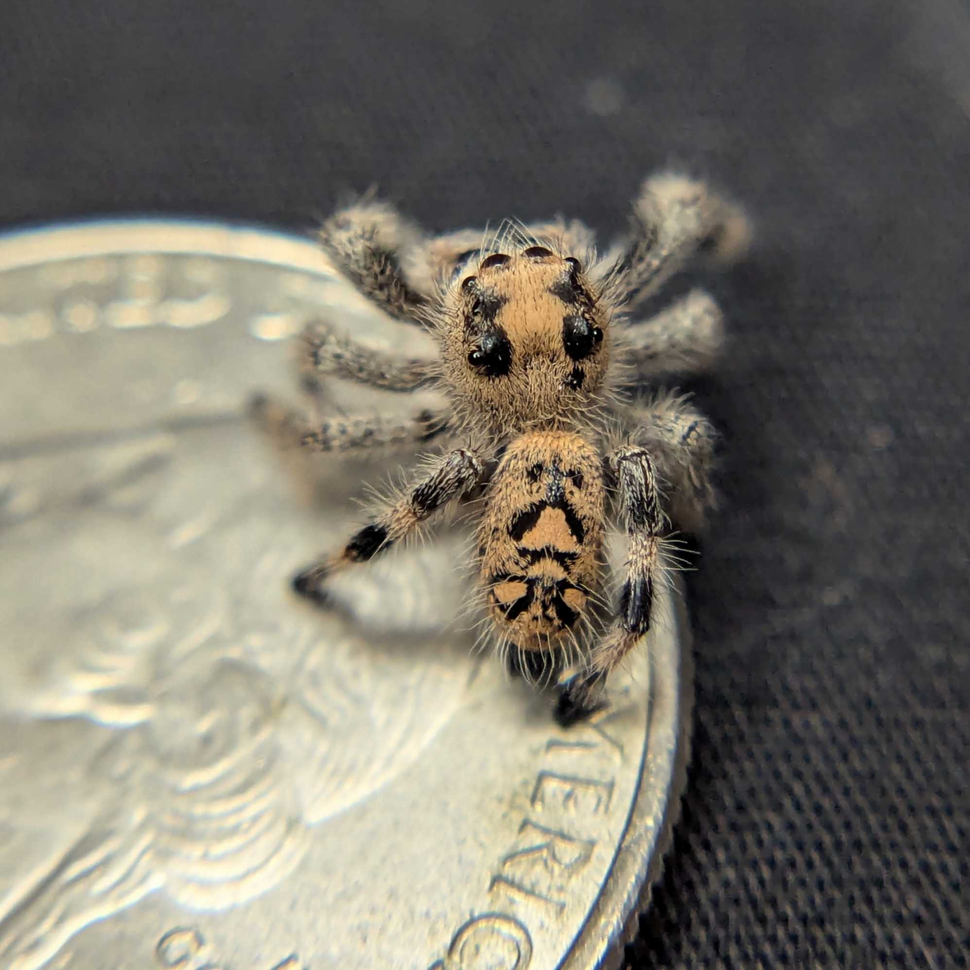 Regal Jumping Spider "Bunny"