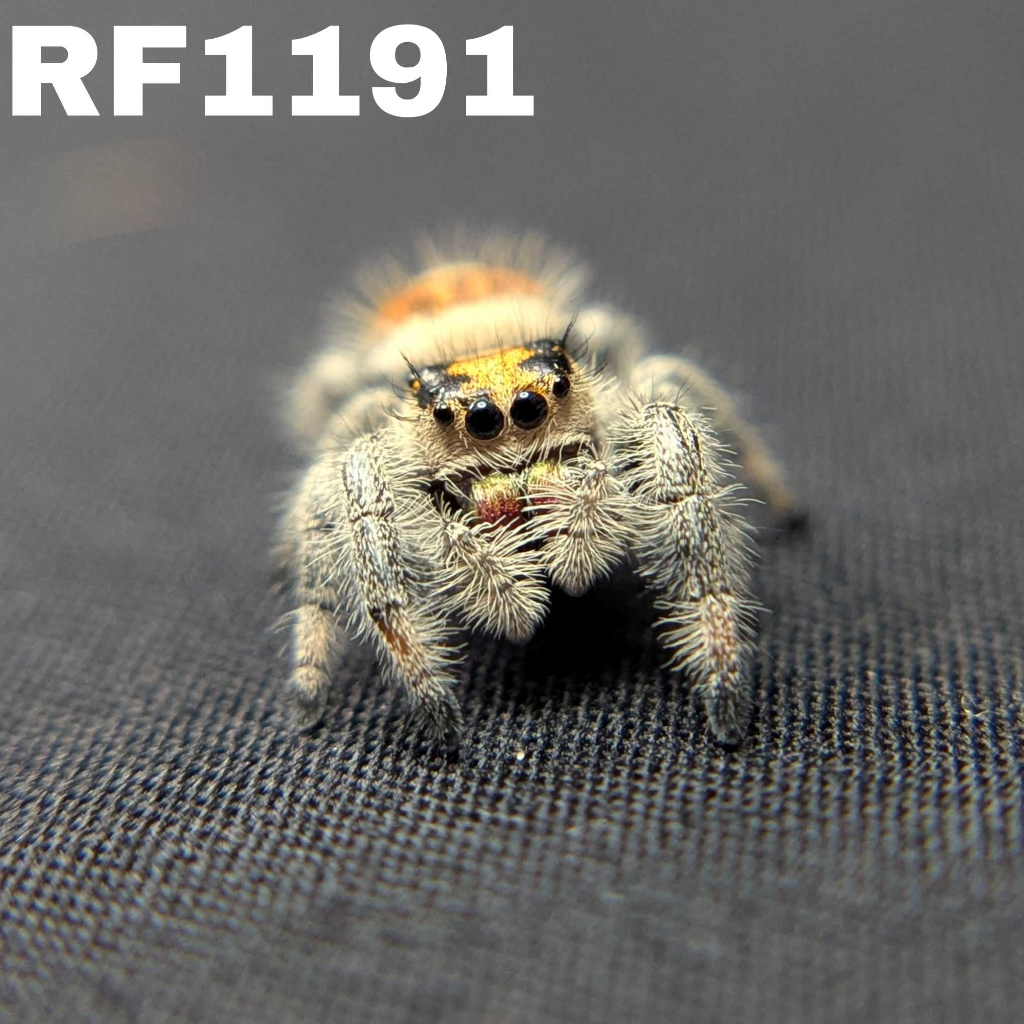 Regal Jumping Spider "Tangerine"