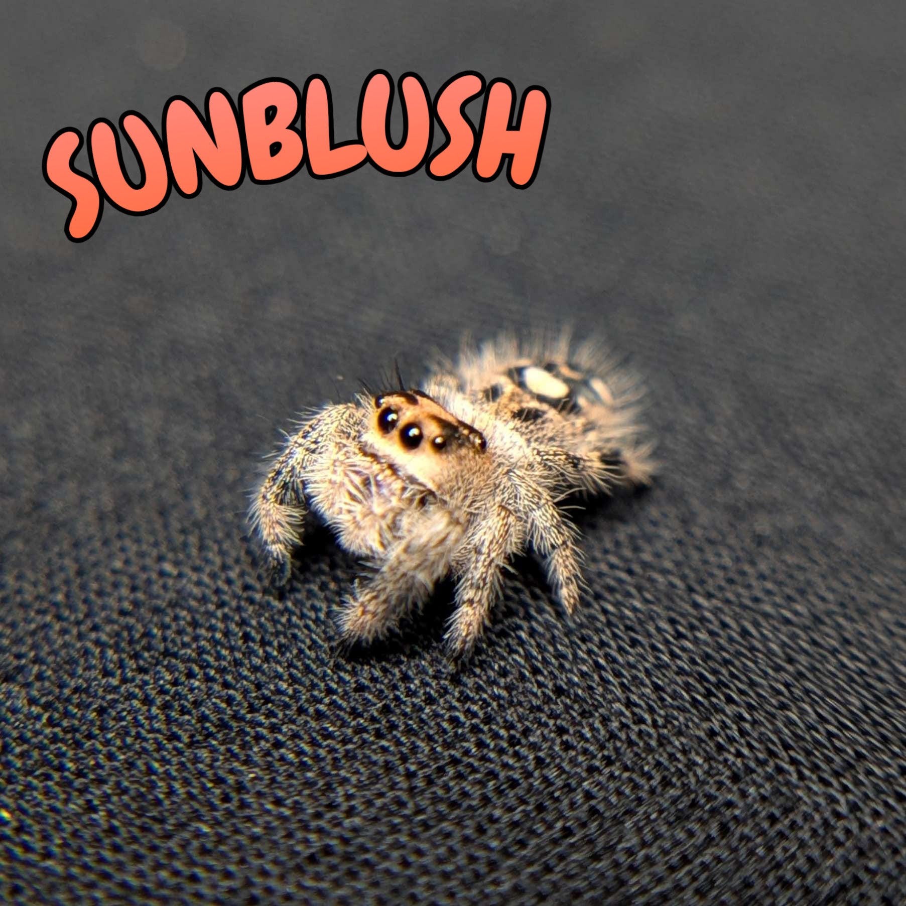 Regal Jumping Spider "Sunblush"