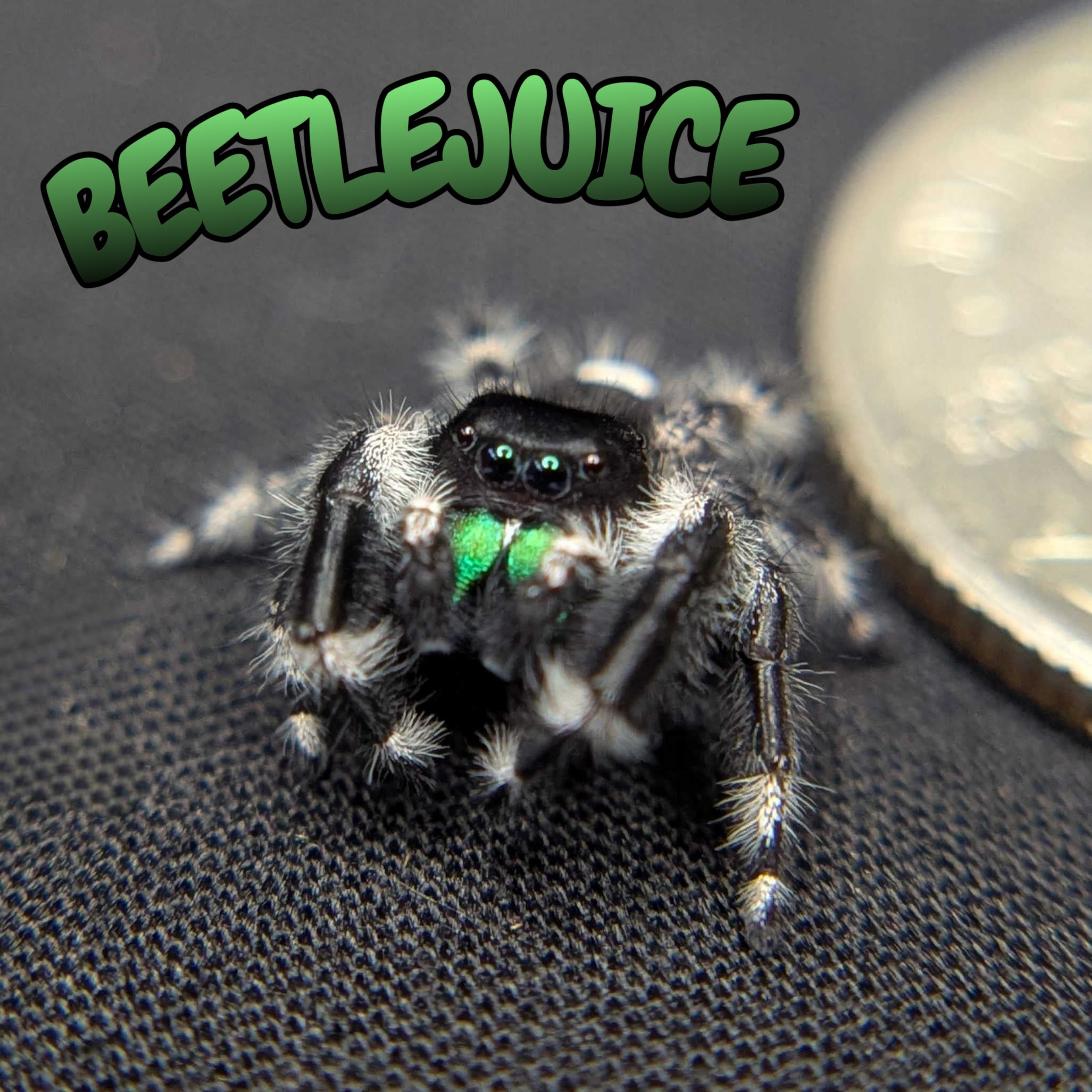 (Apalachicola Locale) Regal Jumping Spider “Beetlejuice”