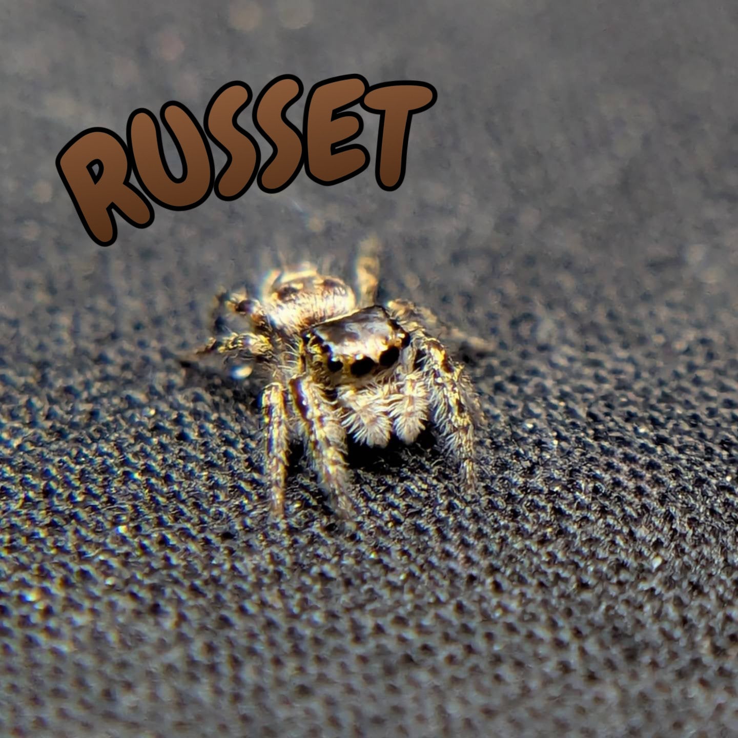 Otiosus Jumping Spider "Russet"