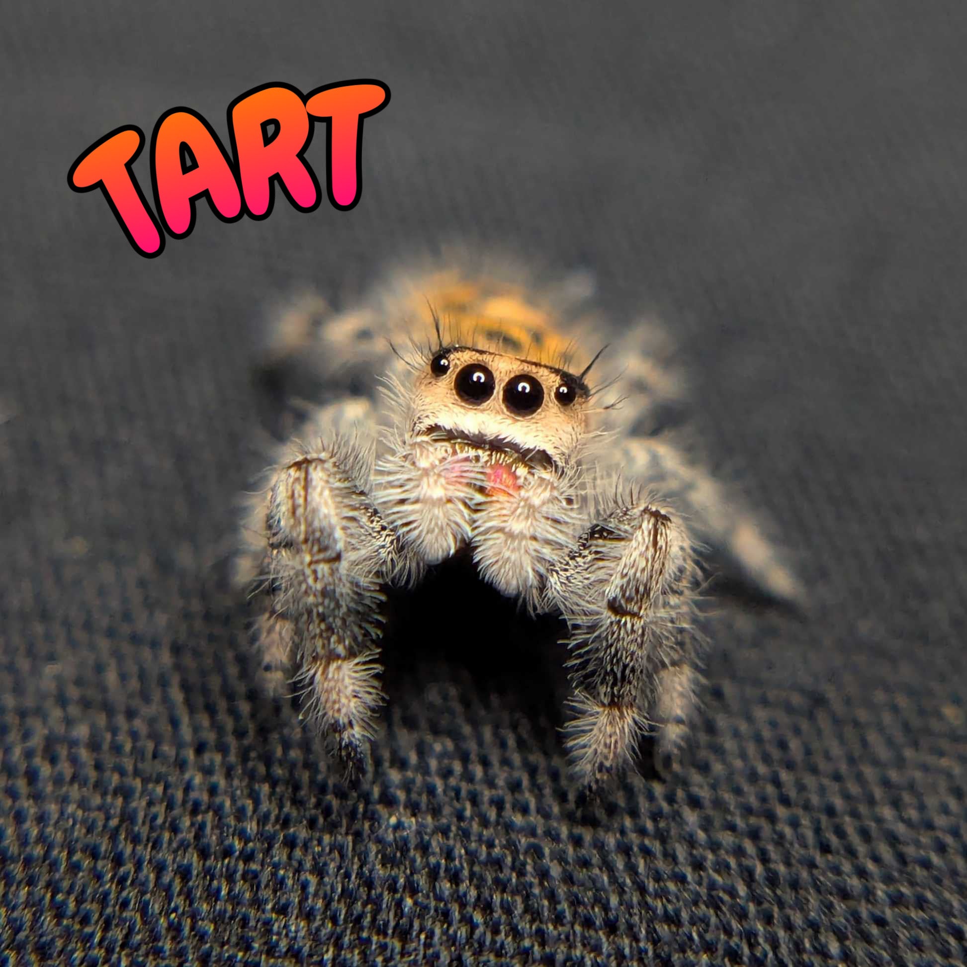 Regal Jumping Spider "Tart"