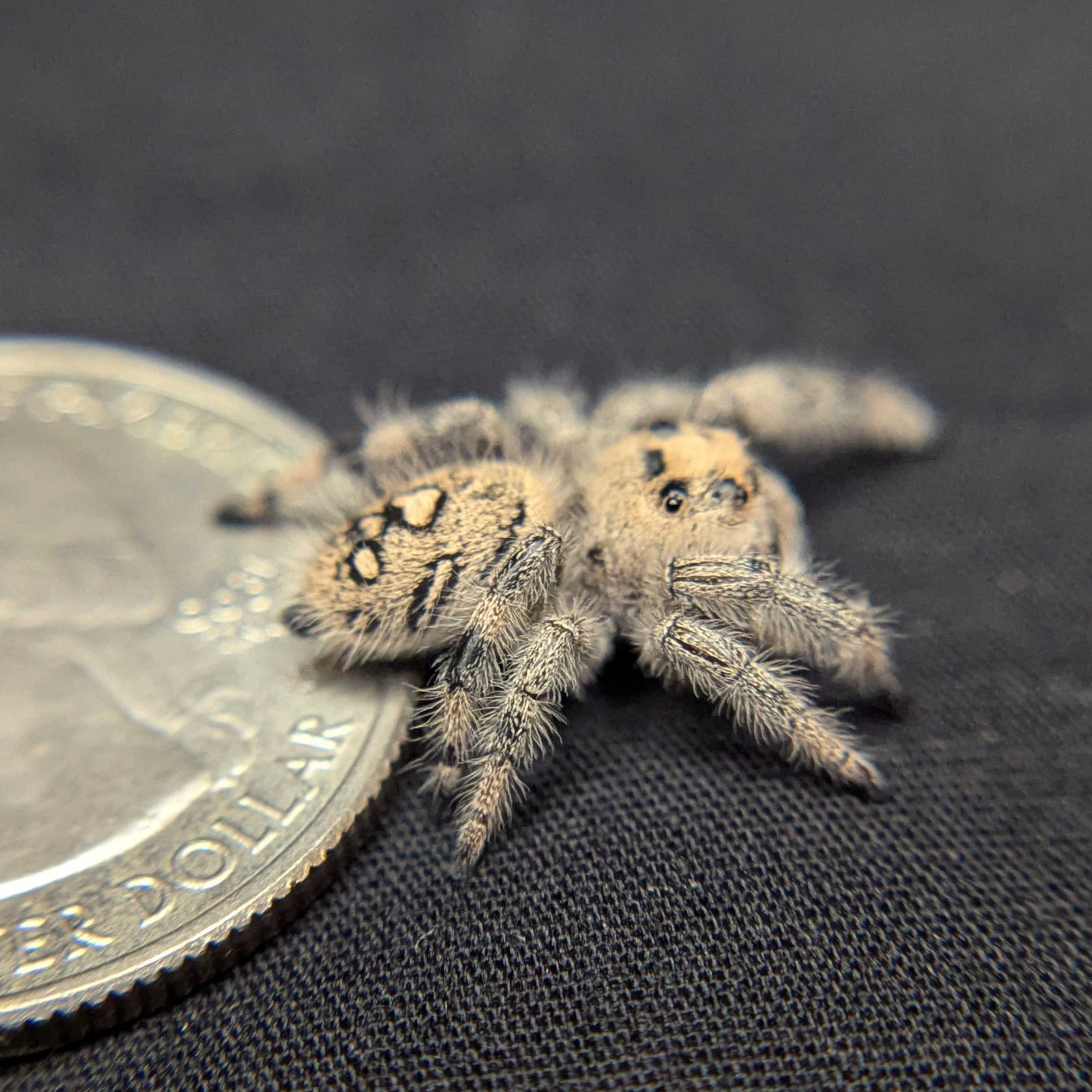Regal Jumping Spider "Oatmeal"