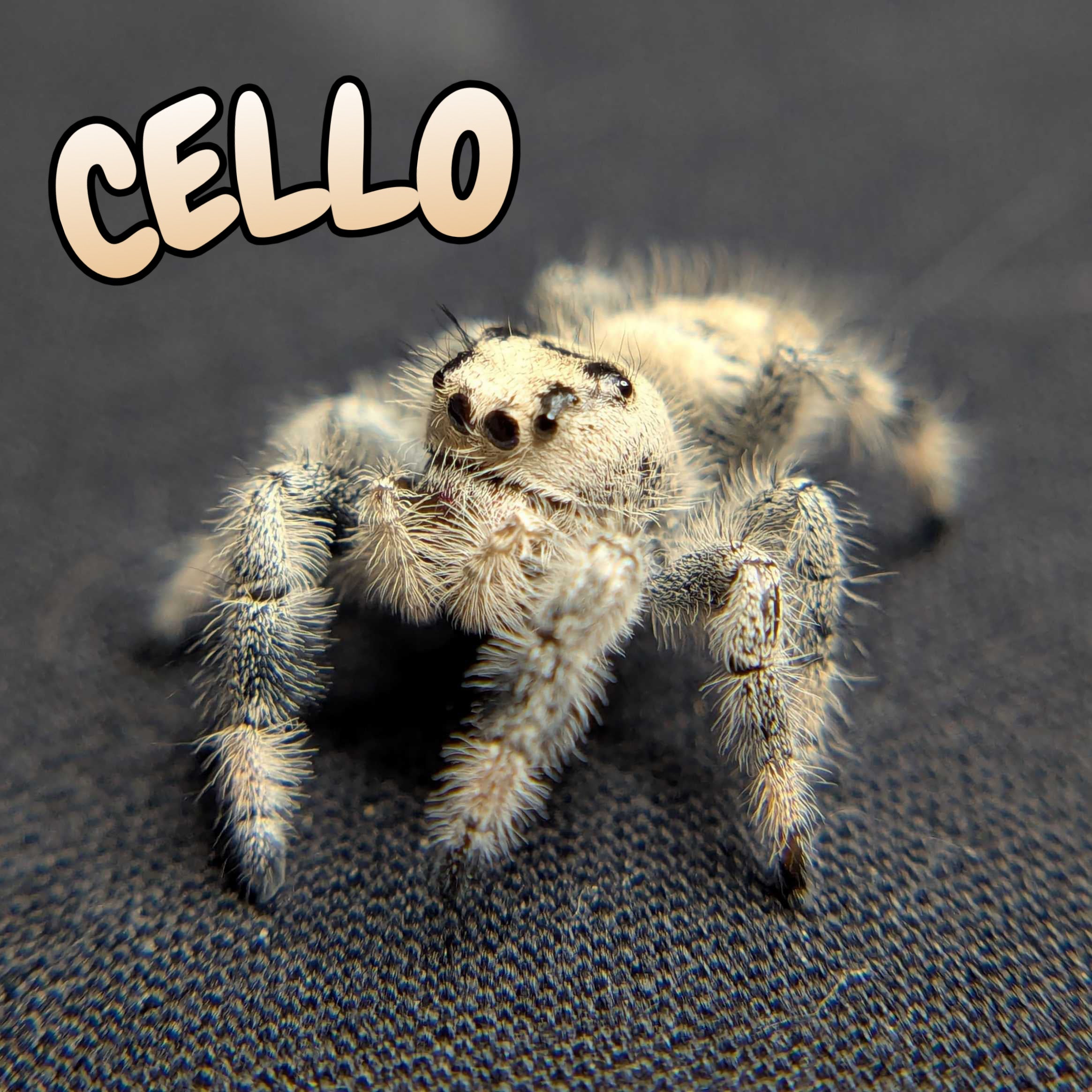 Regal Jumping Spider "Cello"