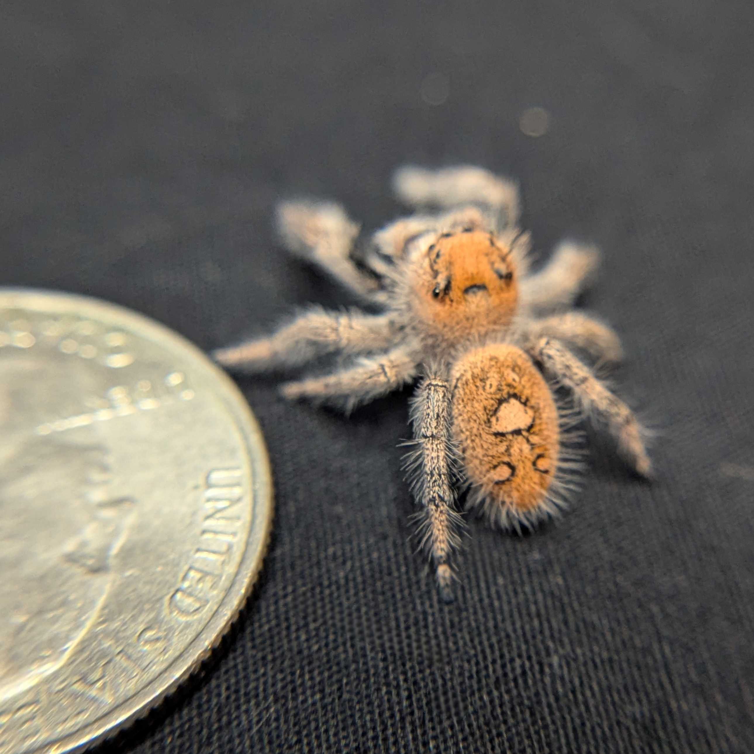 Regal Jumping Spider "Jupiter"