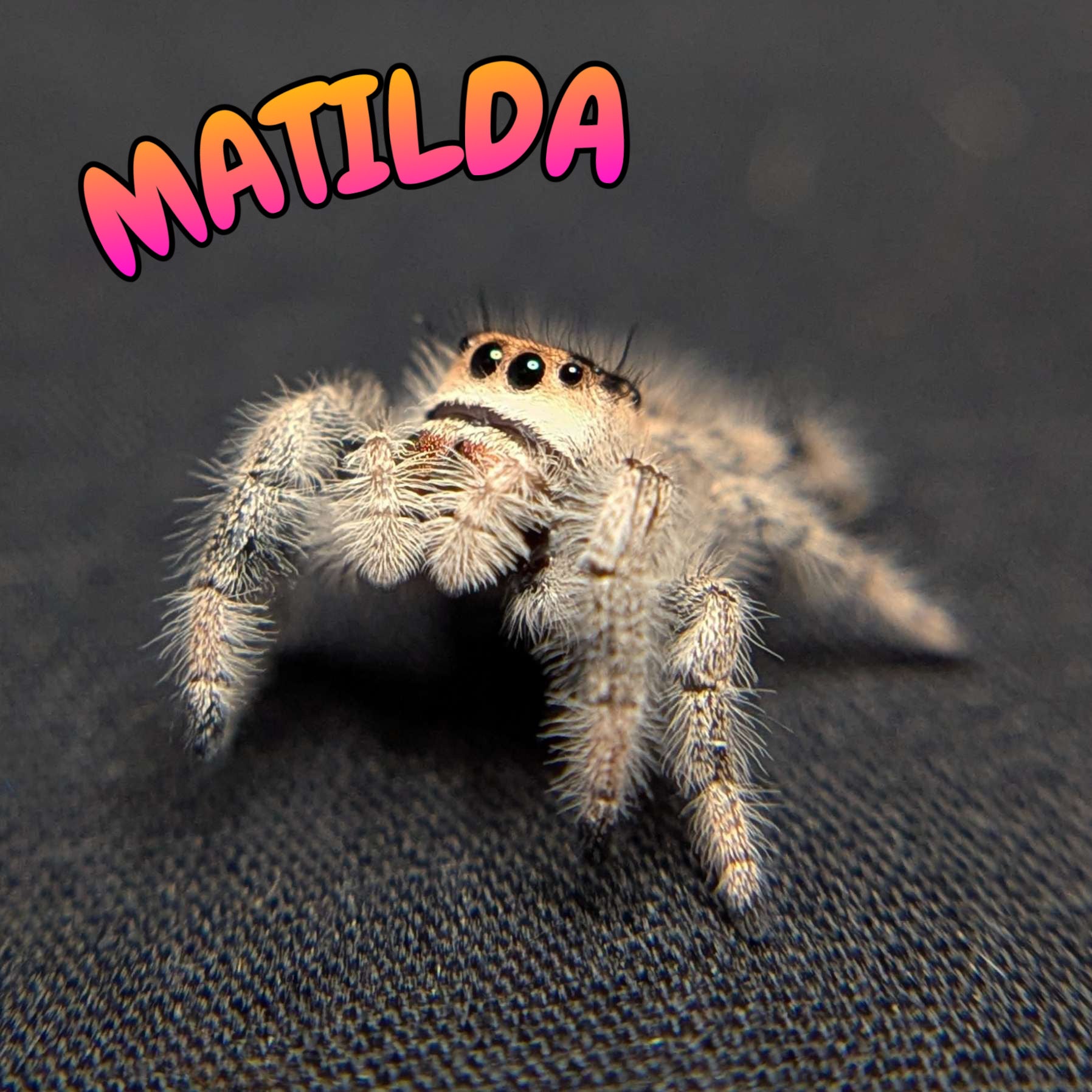 Regal Jumping Spider "Matilda"