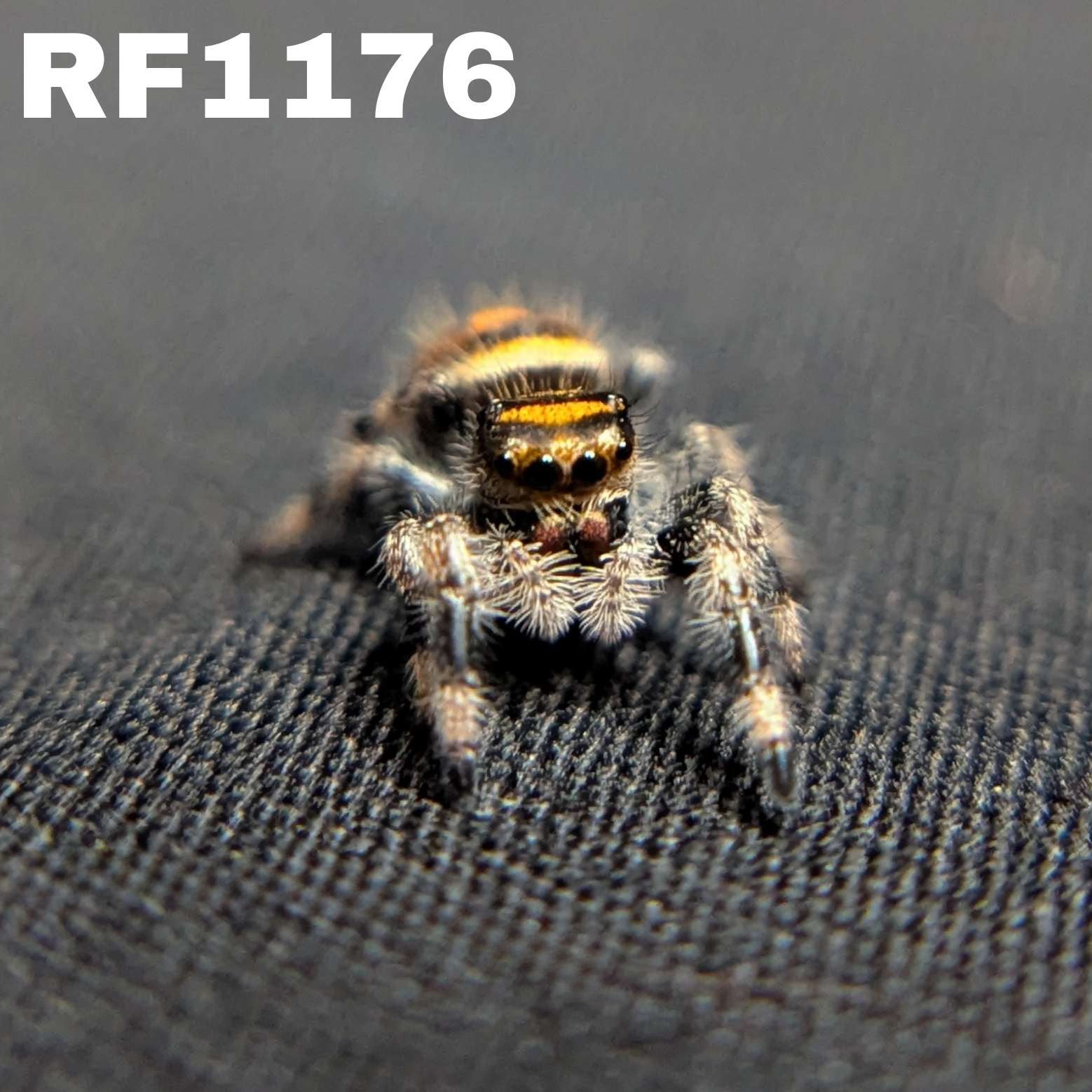 Regal Jumping Spider "Halloween"