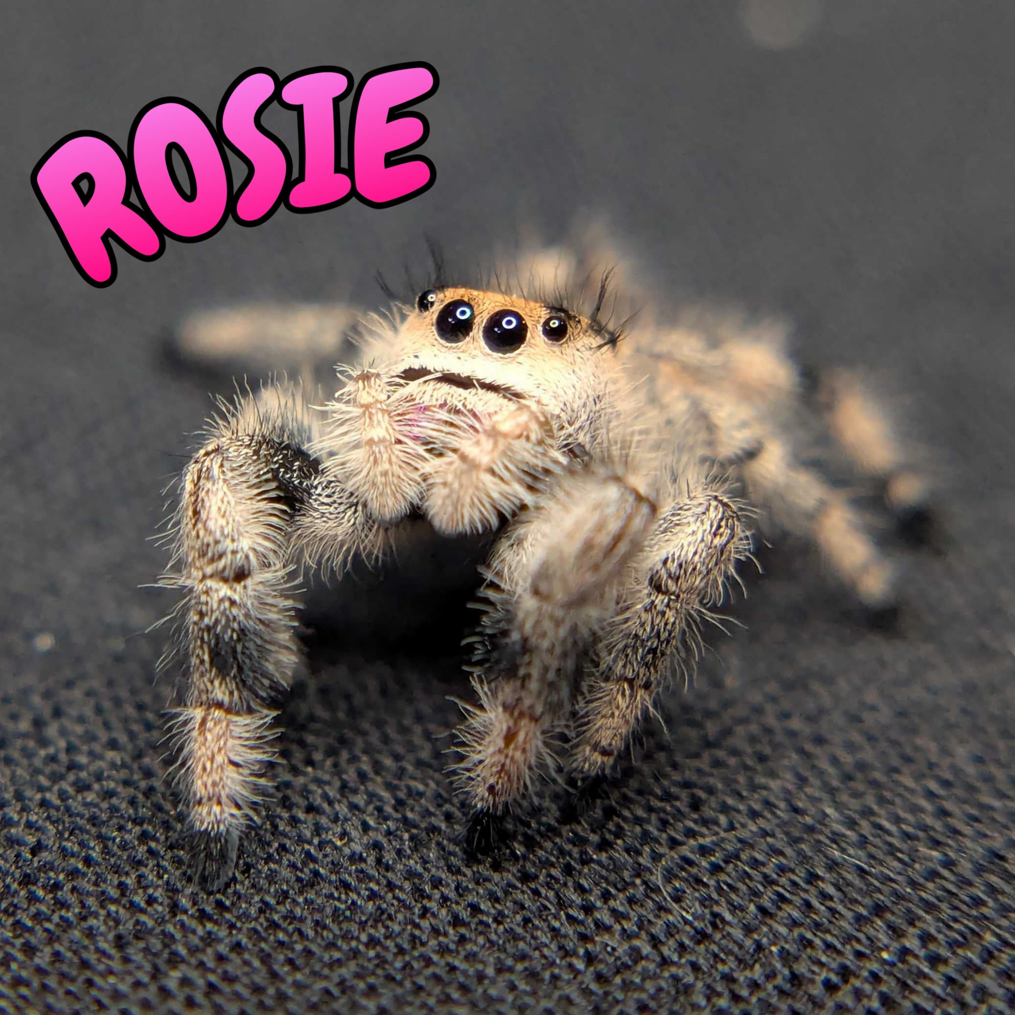 Regal Jumping Spider "Rosie"
