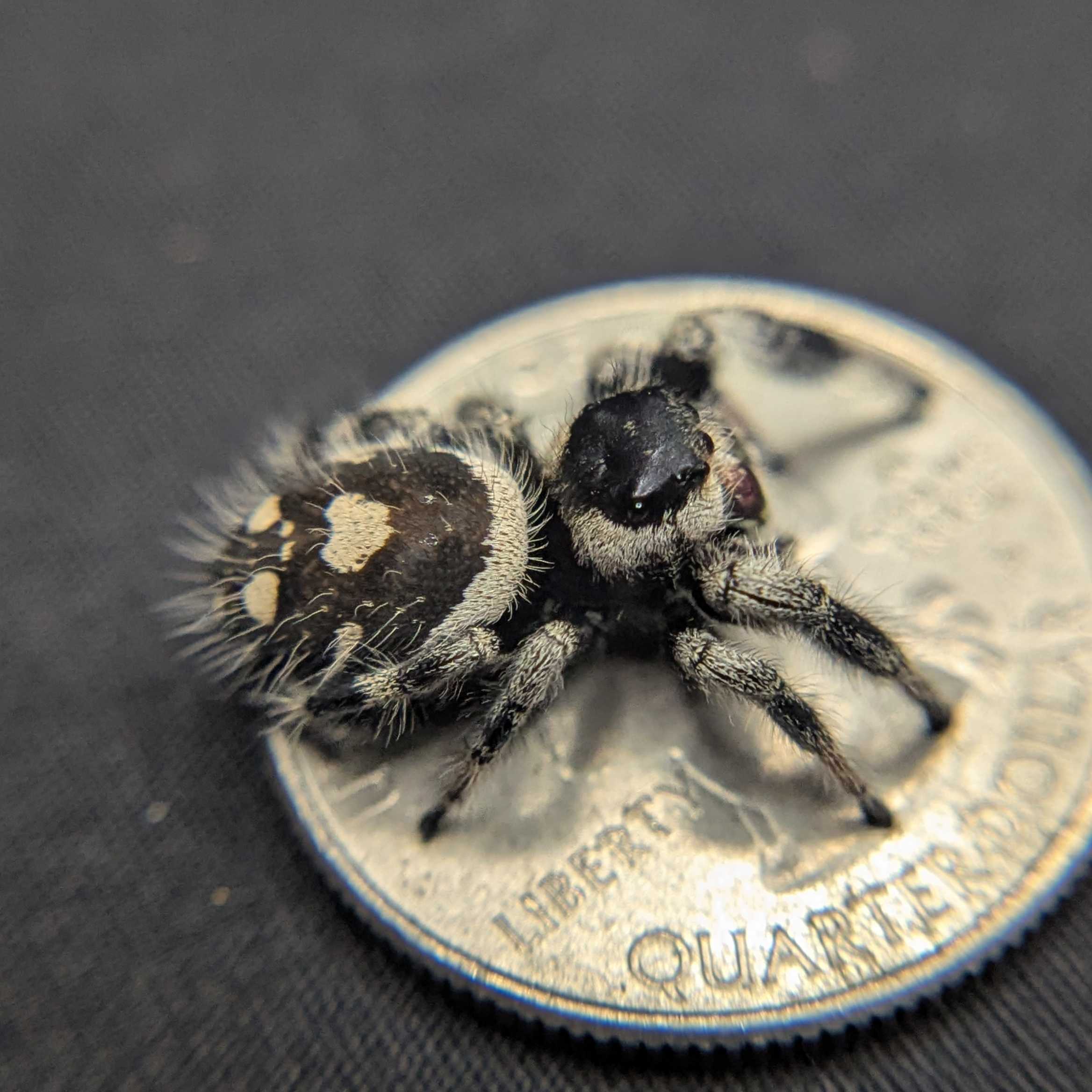 Regal Jumping Spider "Celaena"