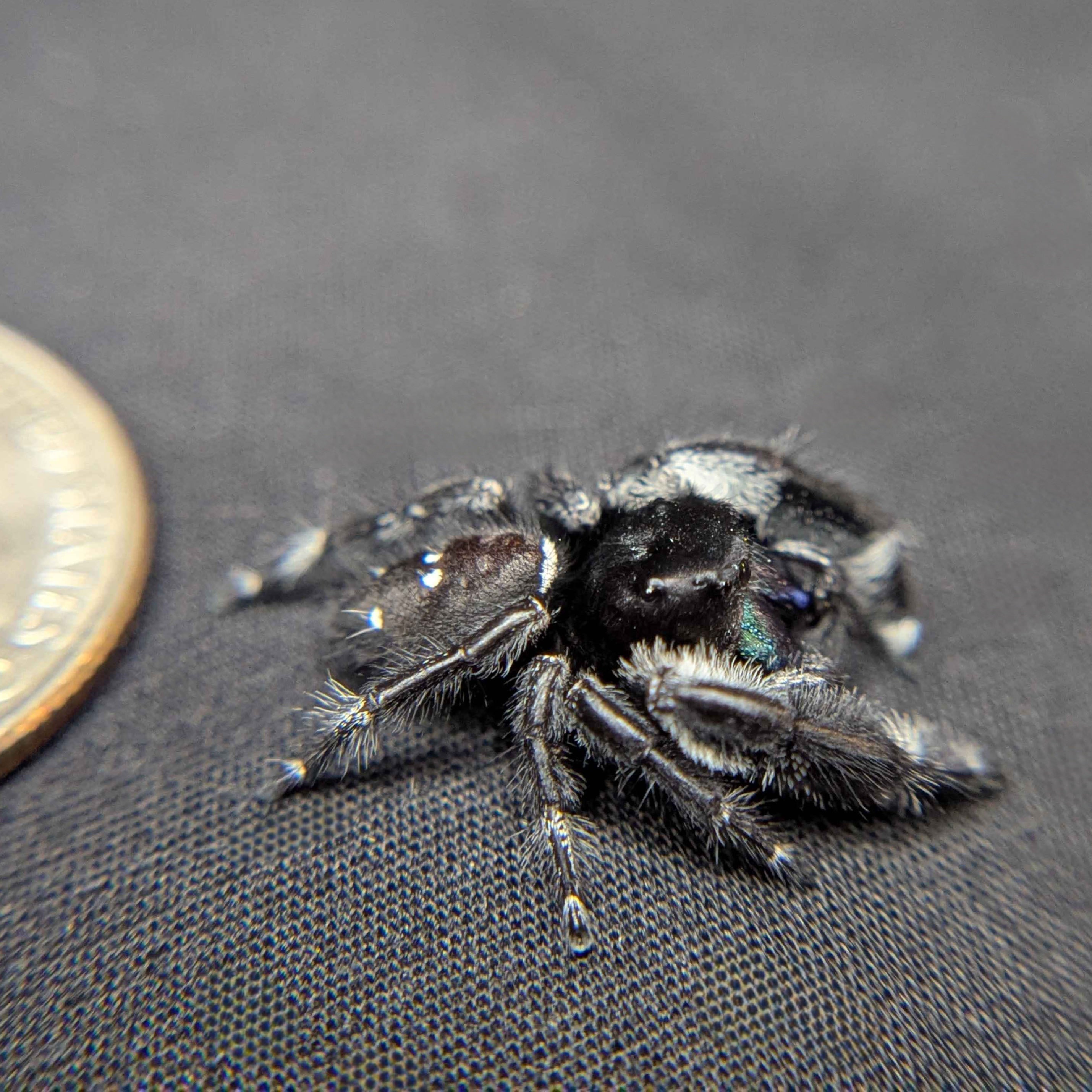 Regal Jumping Spider "Sapphire" (Rare)