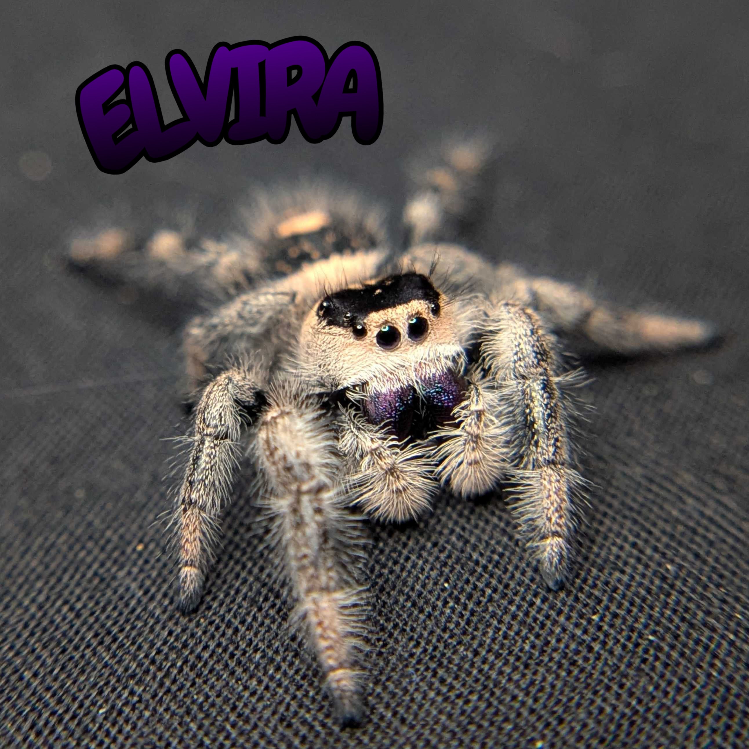 Regal Jumping Spider "Elvira"