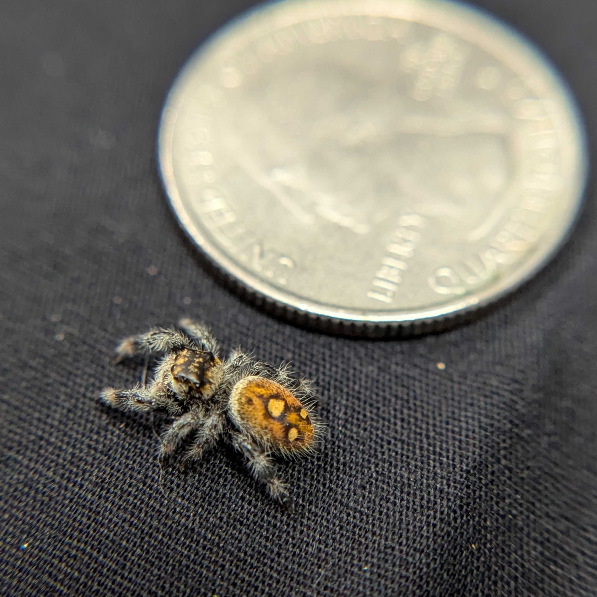 Regal Jumping Spider "Sunday"