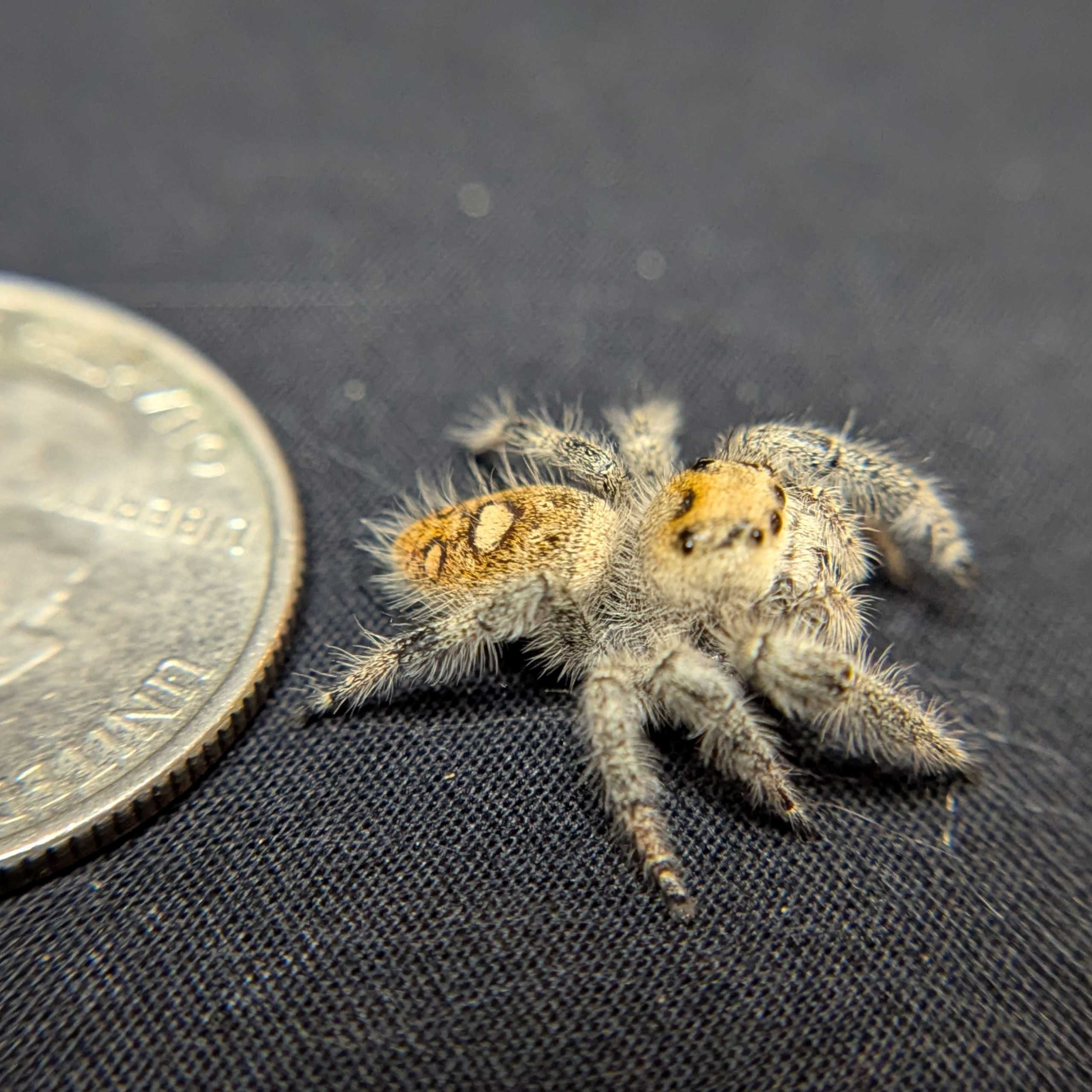 Regal Jumping Spider “Aurora”
