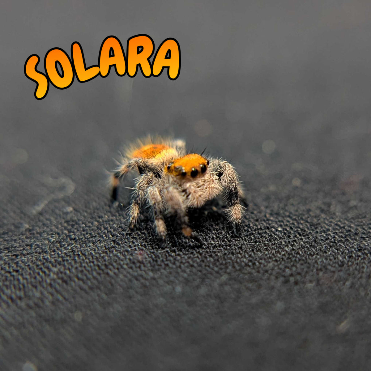 Regal Jumping Spider “Solara”