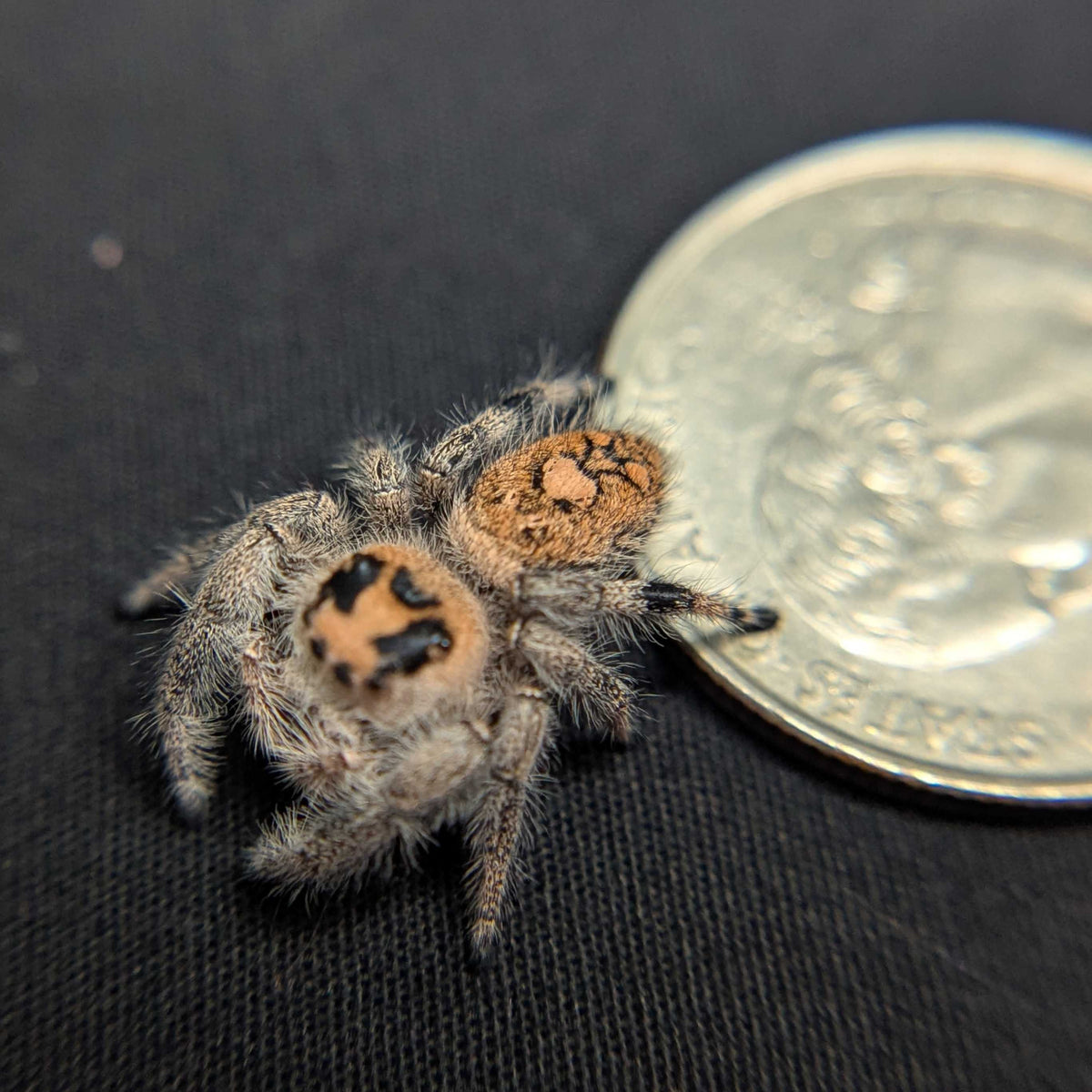 Regal Jumping Spider “Lorraine”