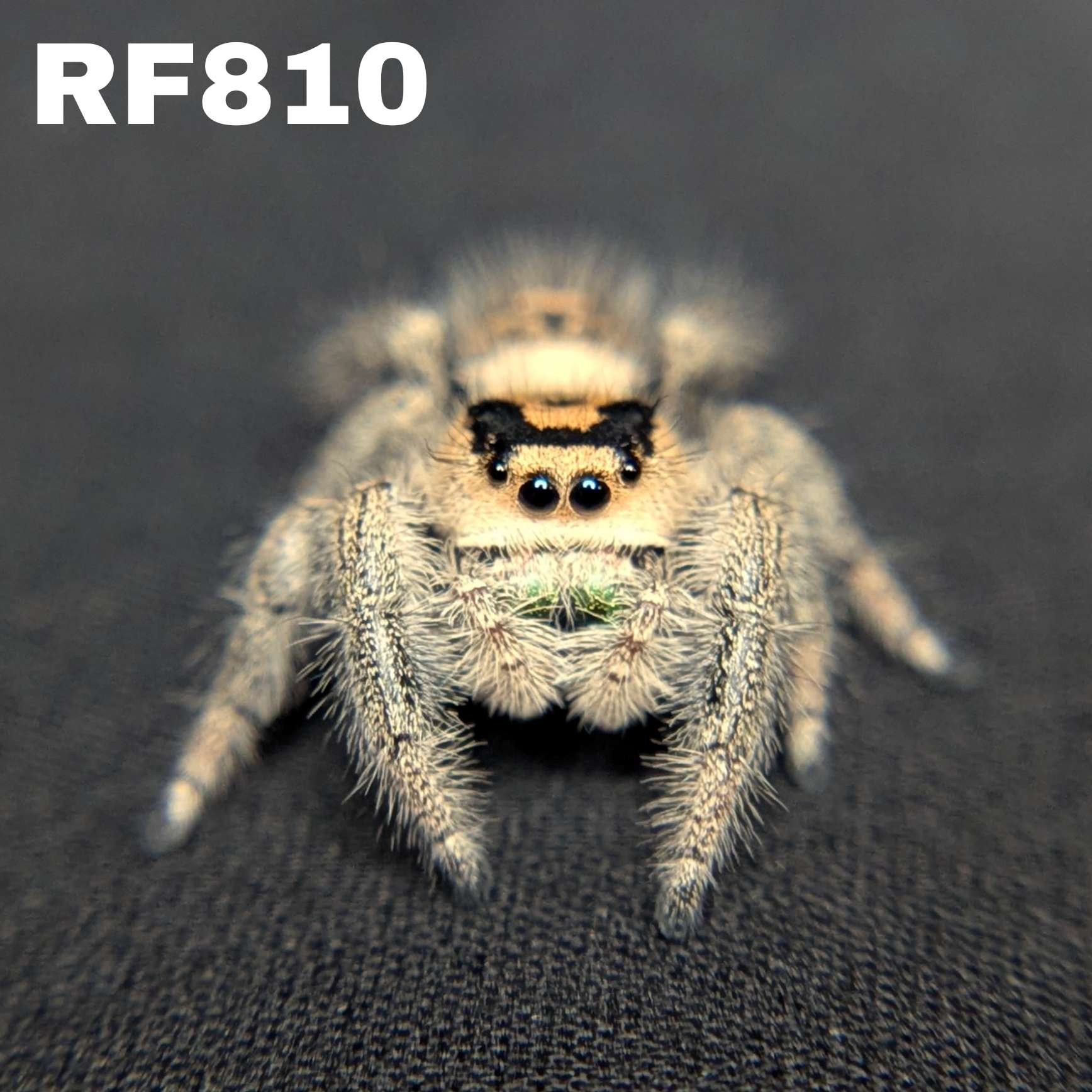 Regal Jumping Spider "Keylime"