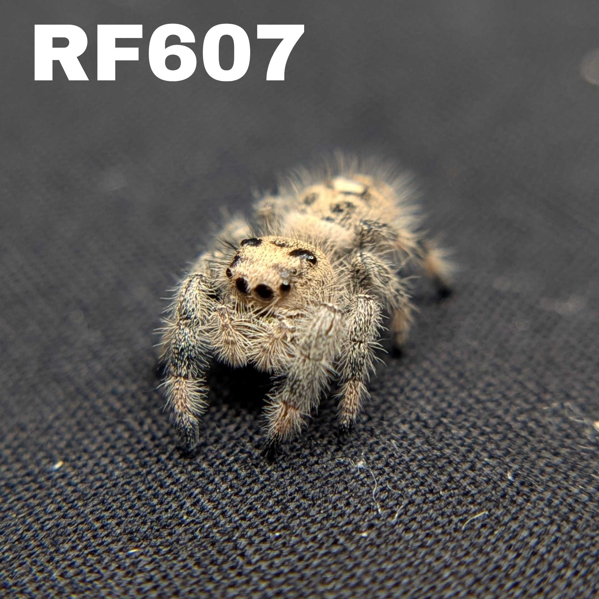 Regal Jumping Spider "Sandy"