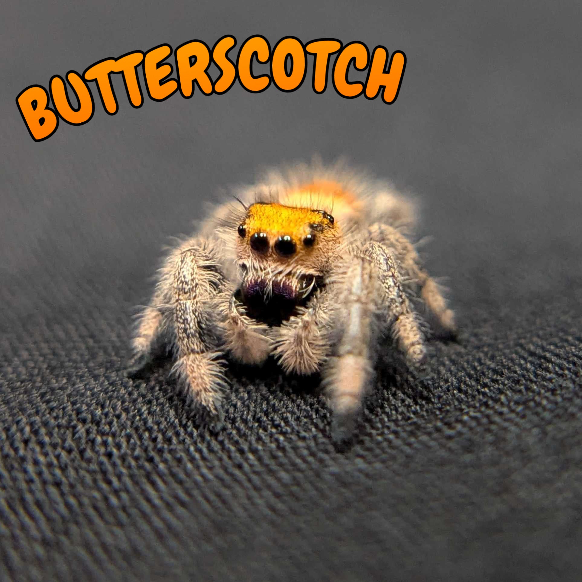 Regal Jumping Spider “Butterscotch”