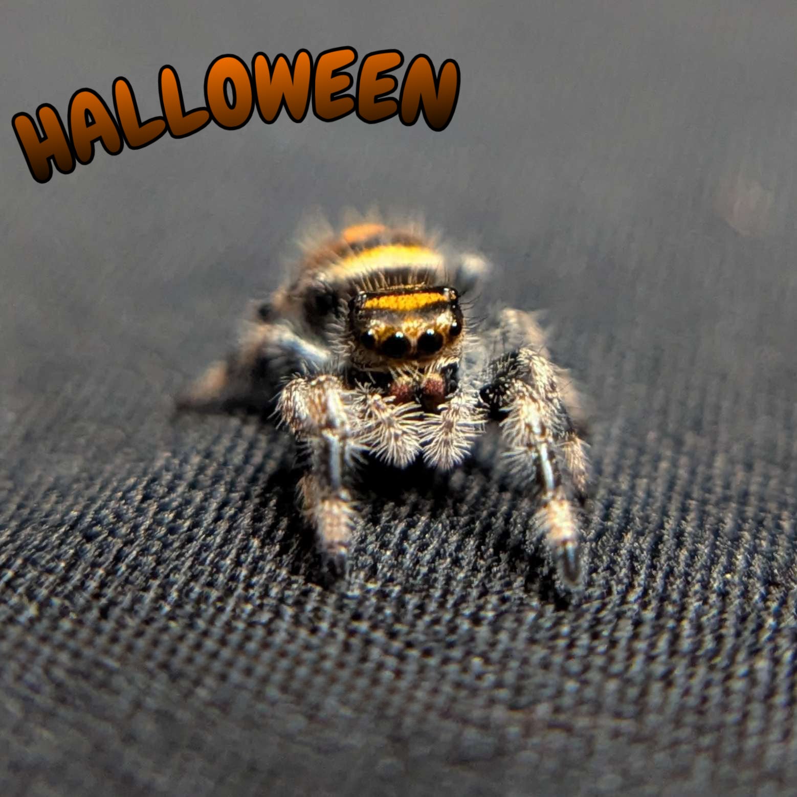 Regal Jumping Spider "Halloween"