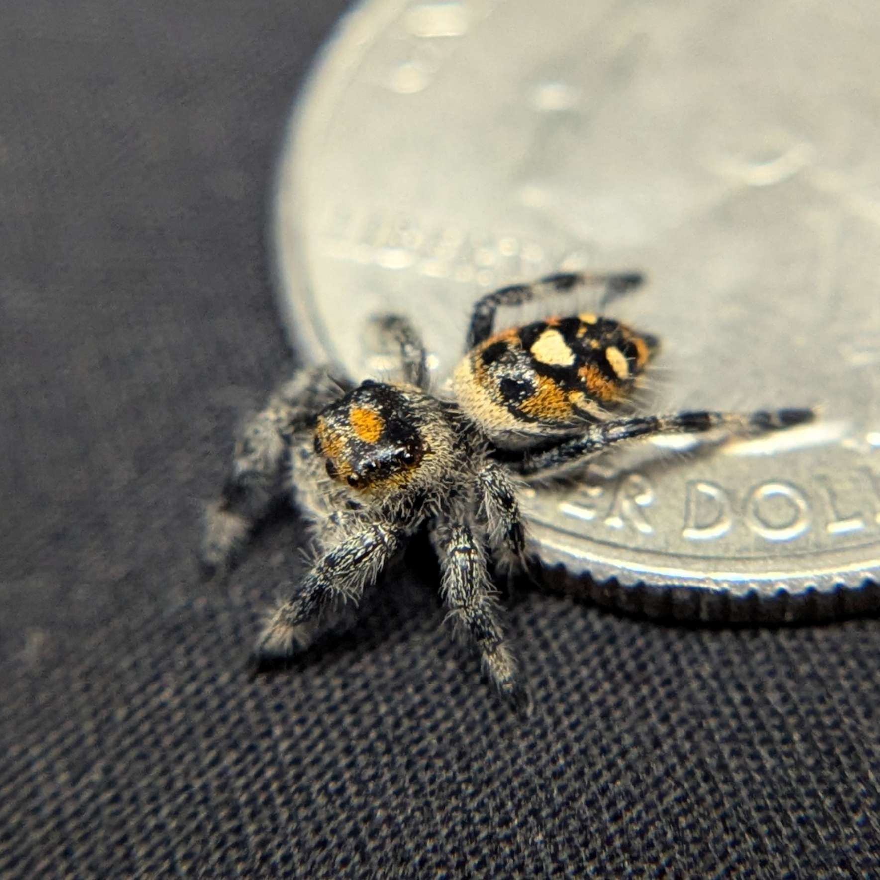 Regal Jumping Spider "Sunset"