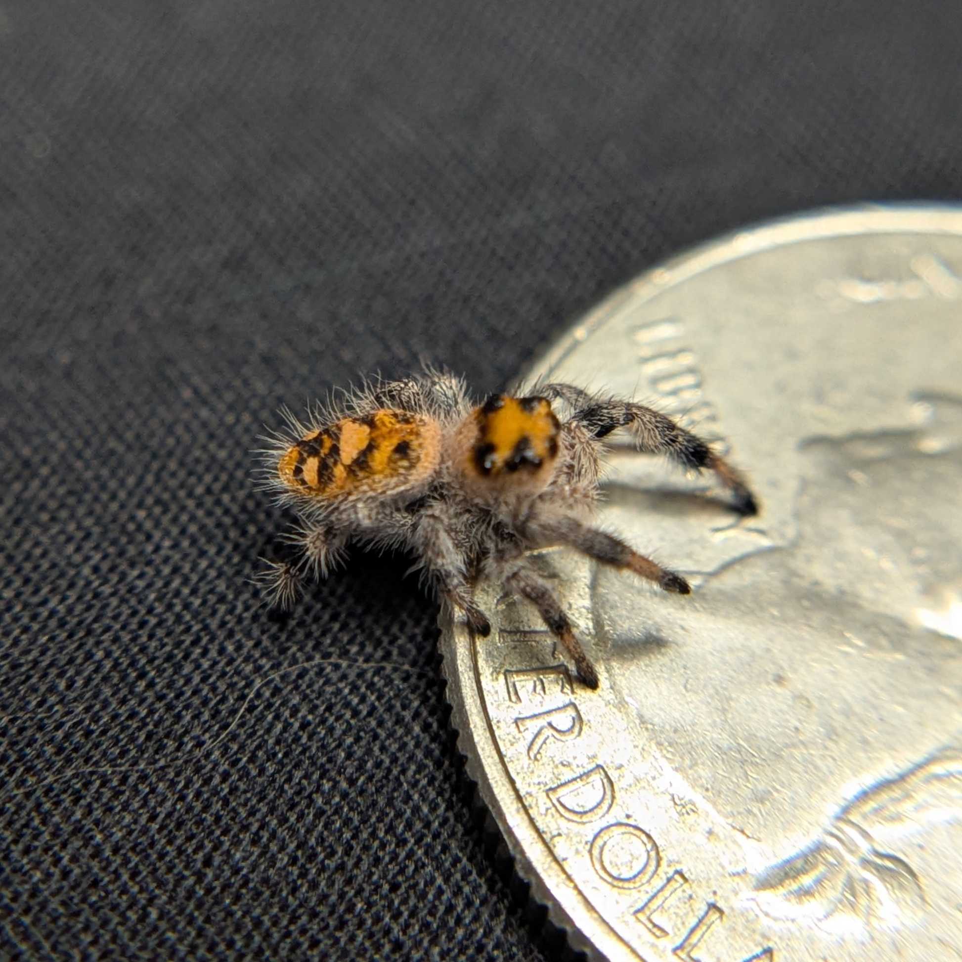 Regal Jumping Spider "Pumpkin"