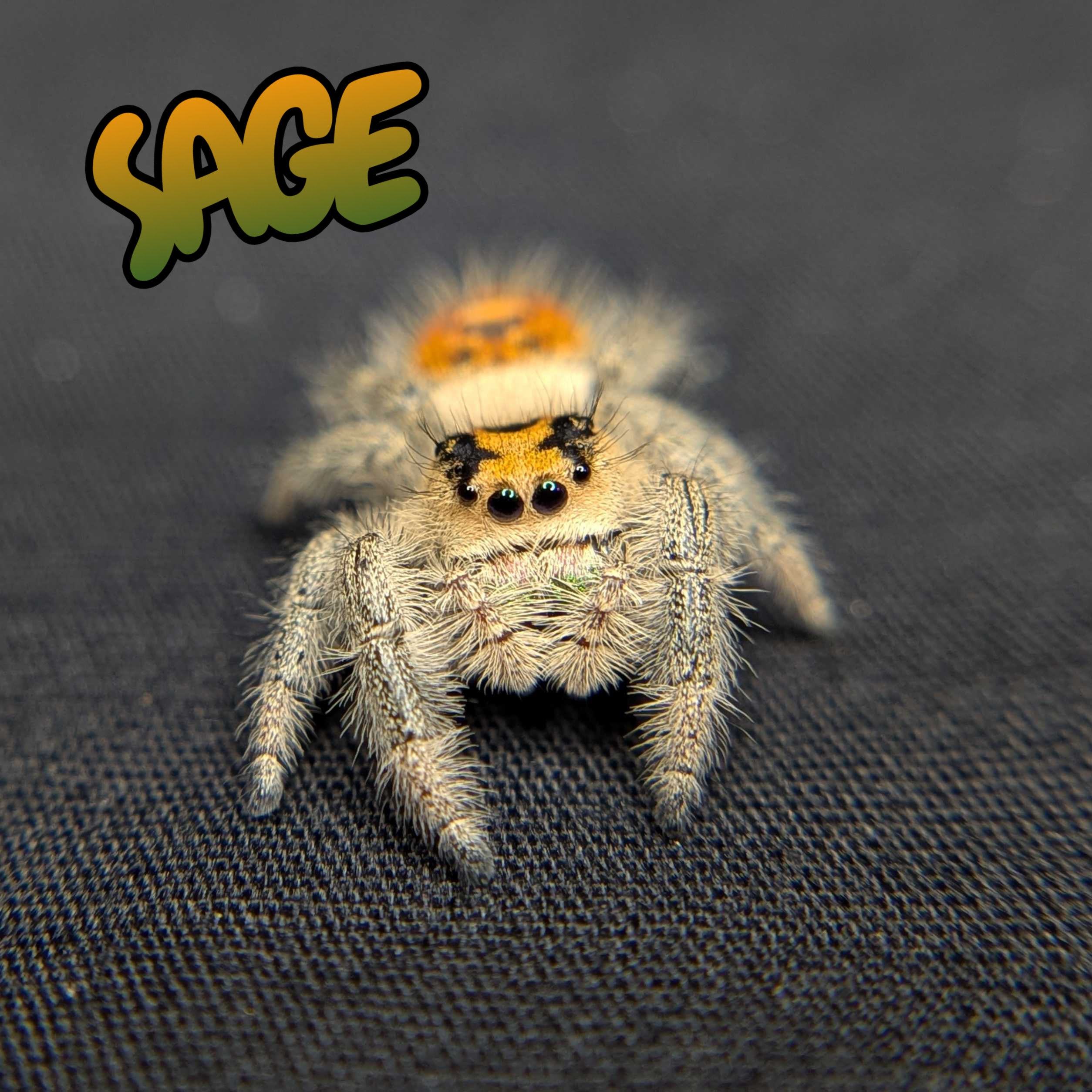 Regal Jumping Spider "Sage"