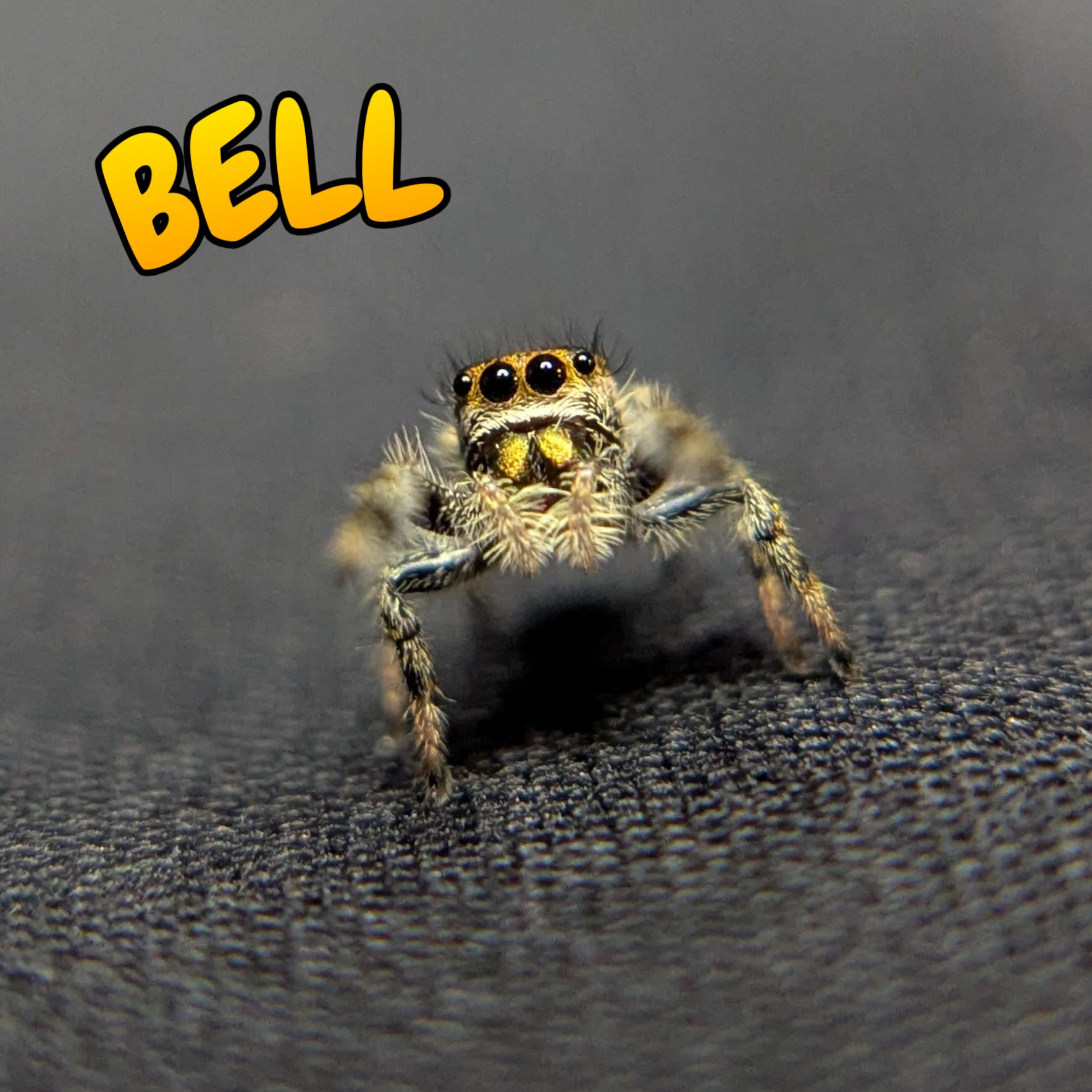 Regal Jumping Spider "Bell"