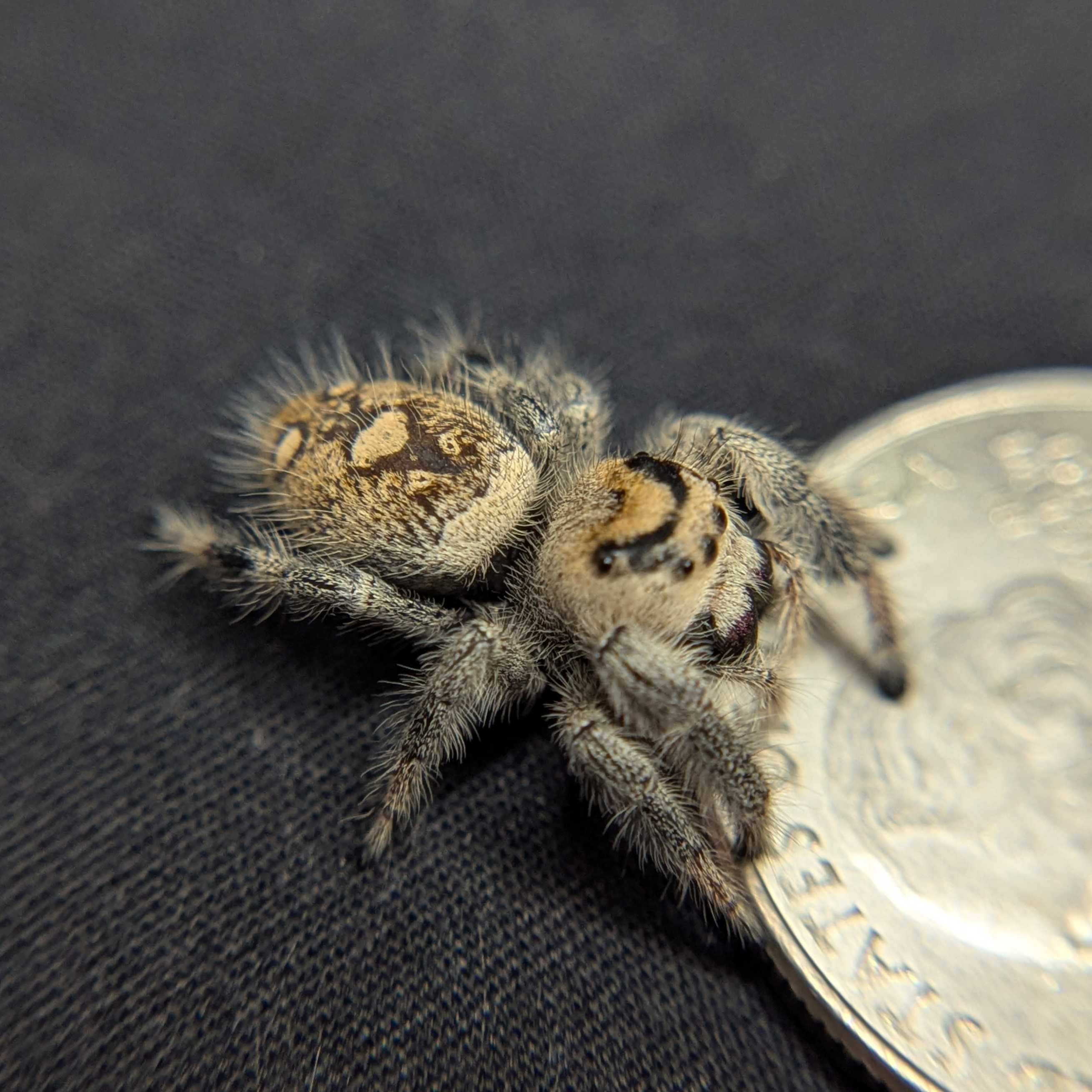 Regal Jumping Spider "Pixie"