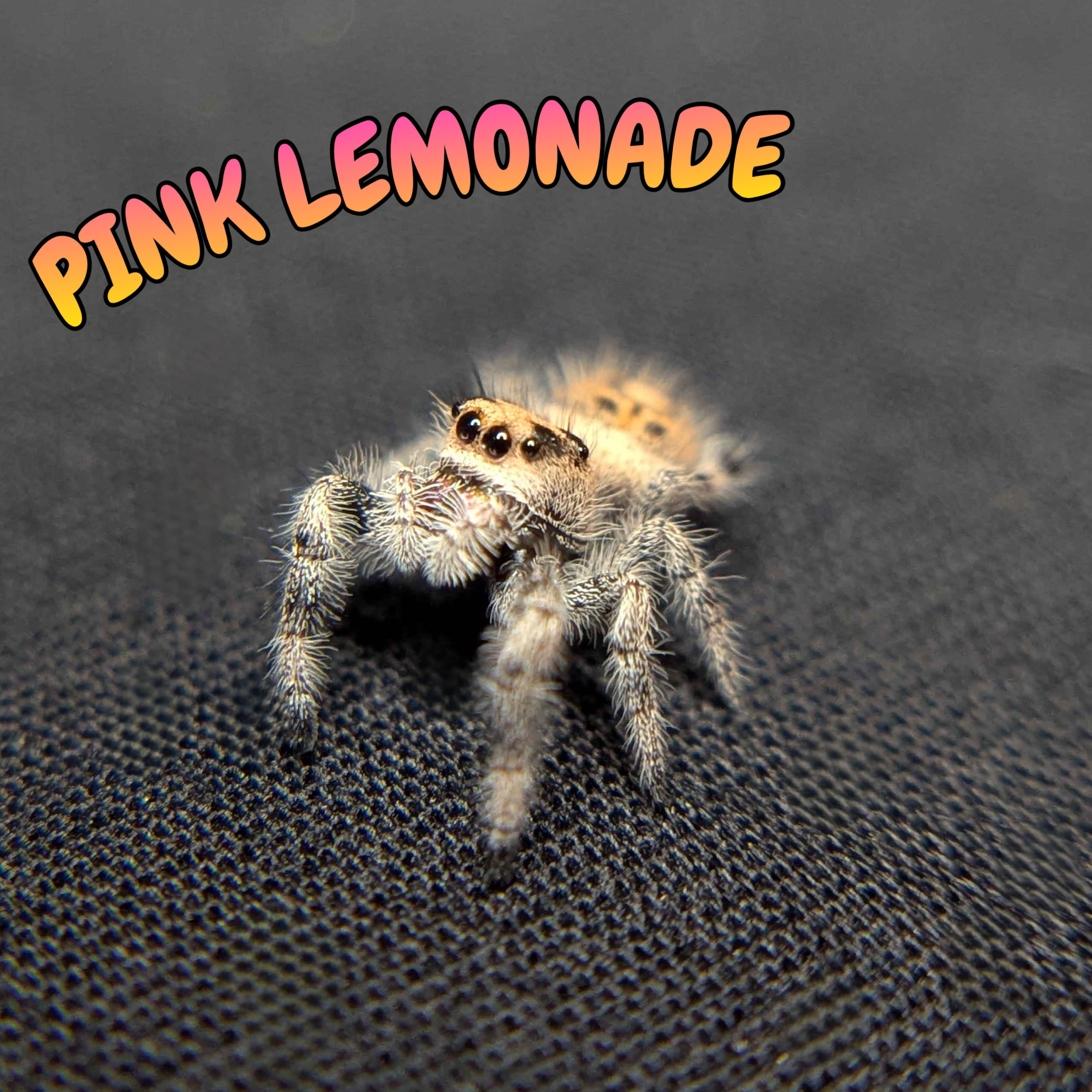 Regal Jumping Spider "Pink Lemonade"