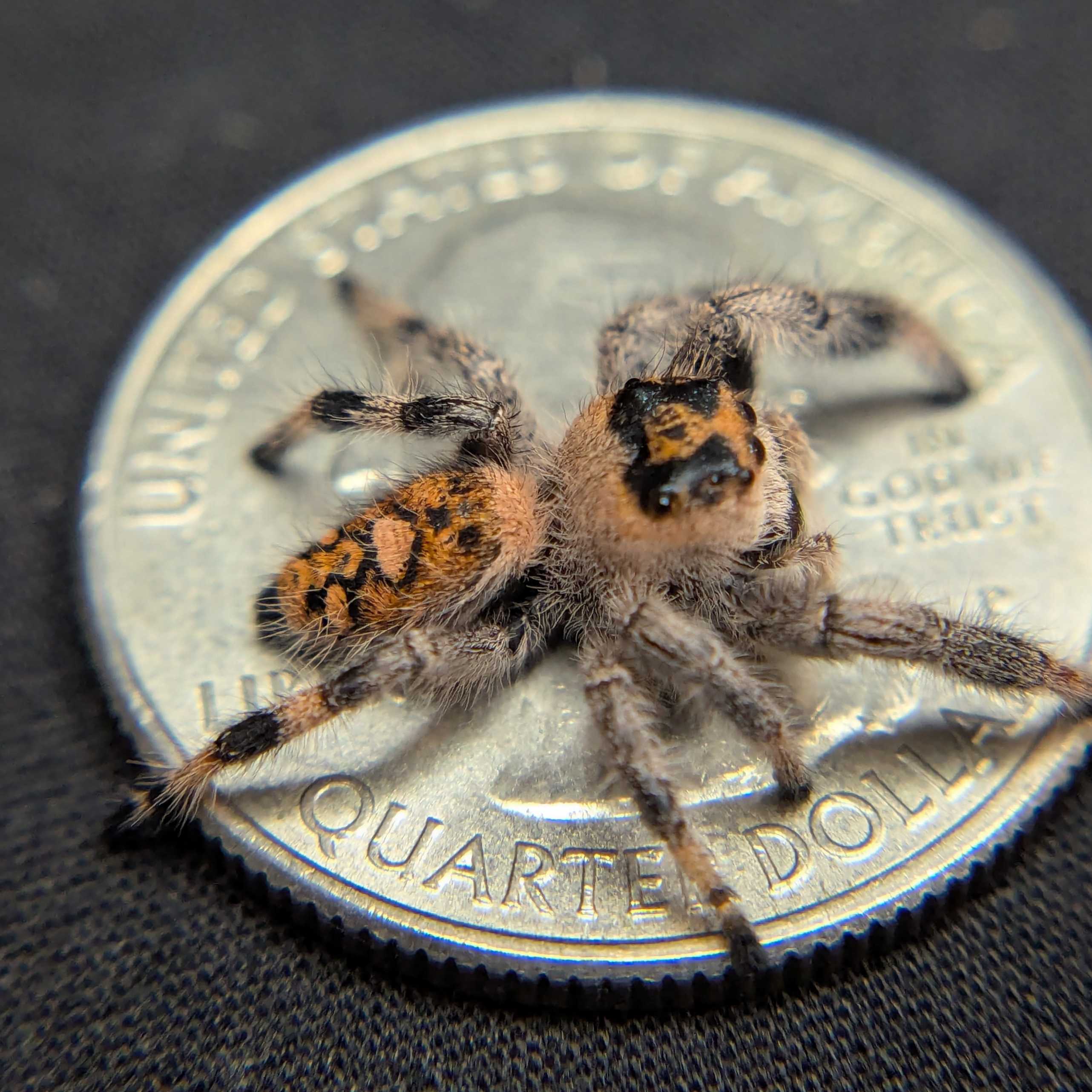 Regal Jumping Spider "Raisin"
