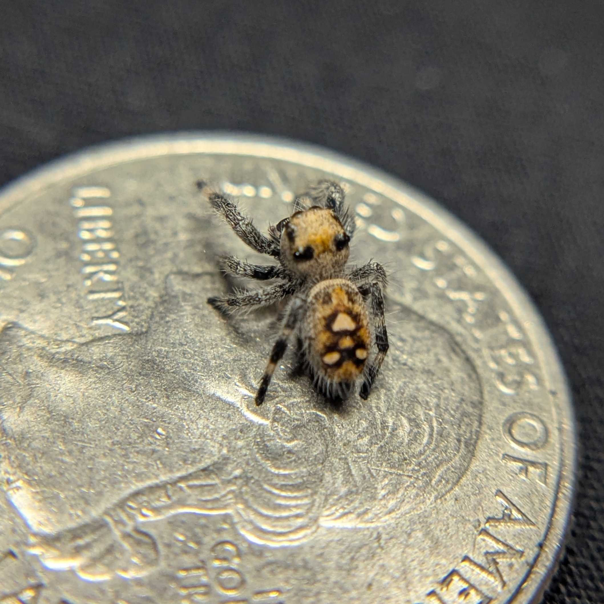 Regal Jumping Spider "Sandstorm"
