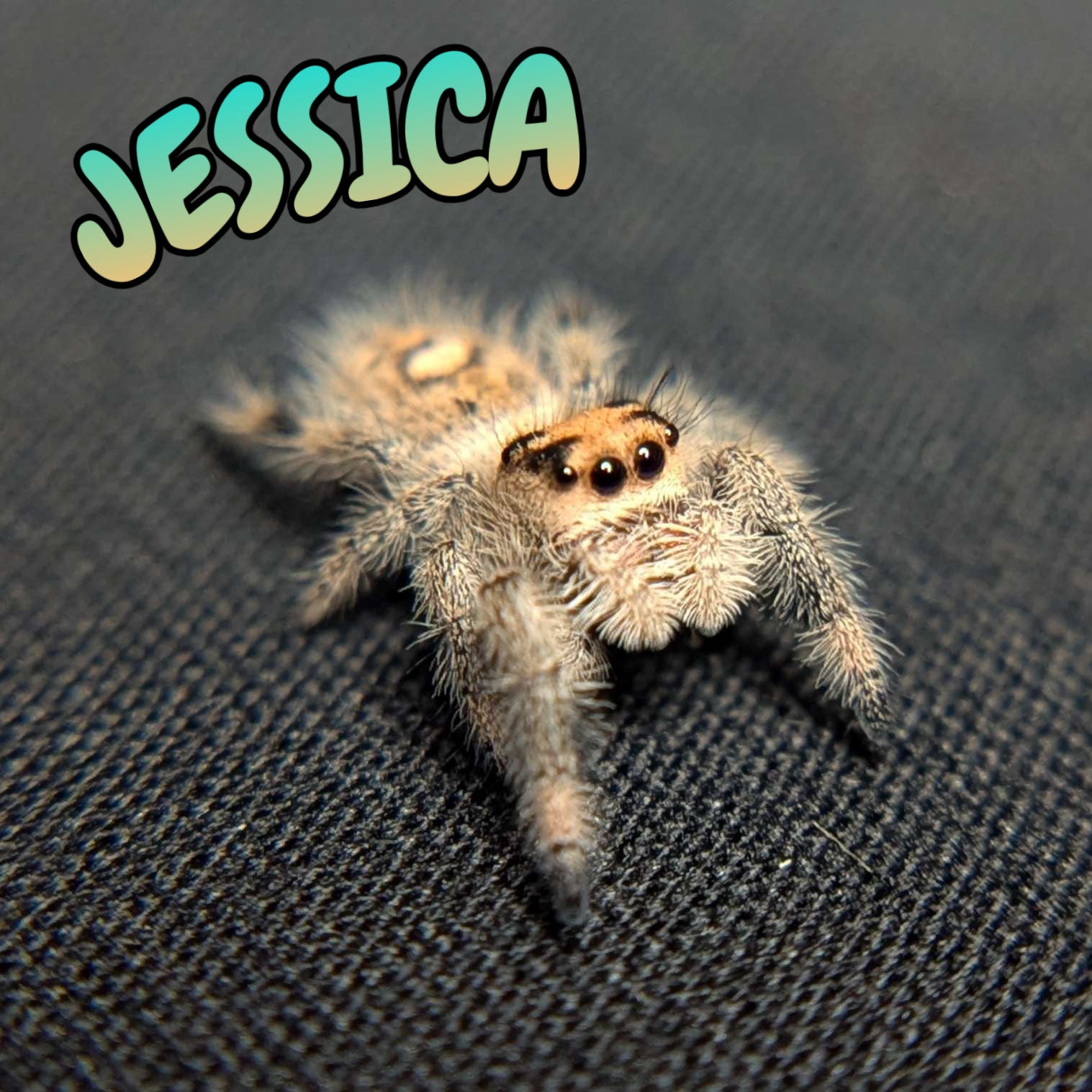 Regal Jumping Spider "Jessica"