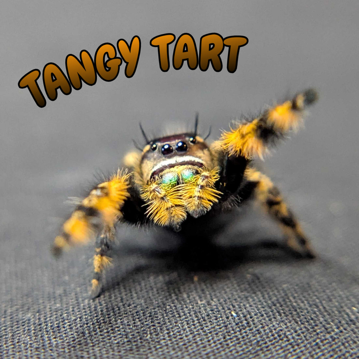 Otiosus Jumping Spider “Tangy Tart”