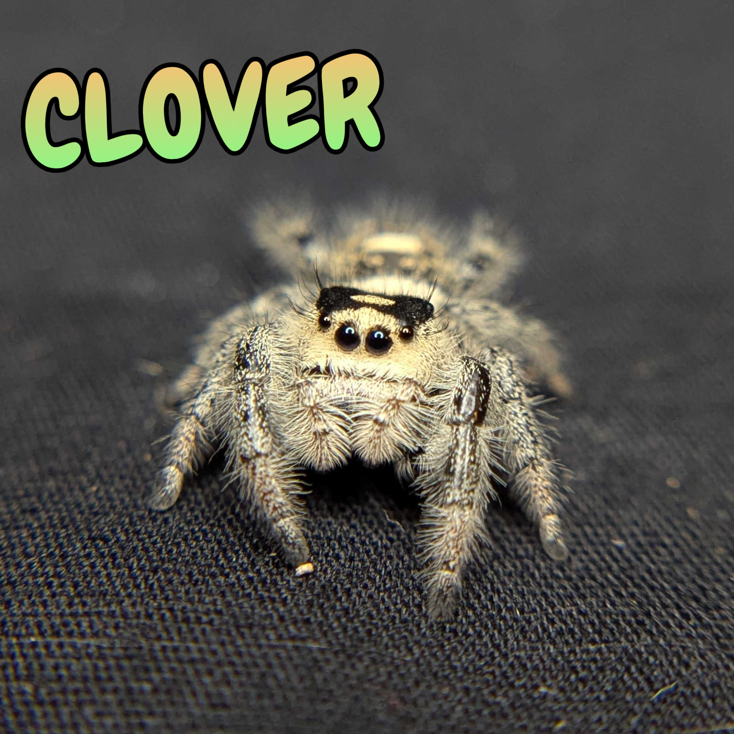 Regal Jumping Spider "Clover"