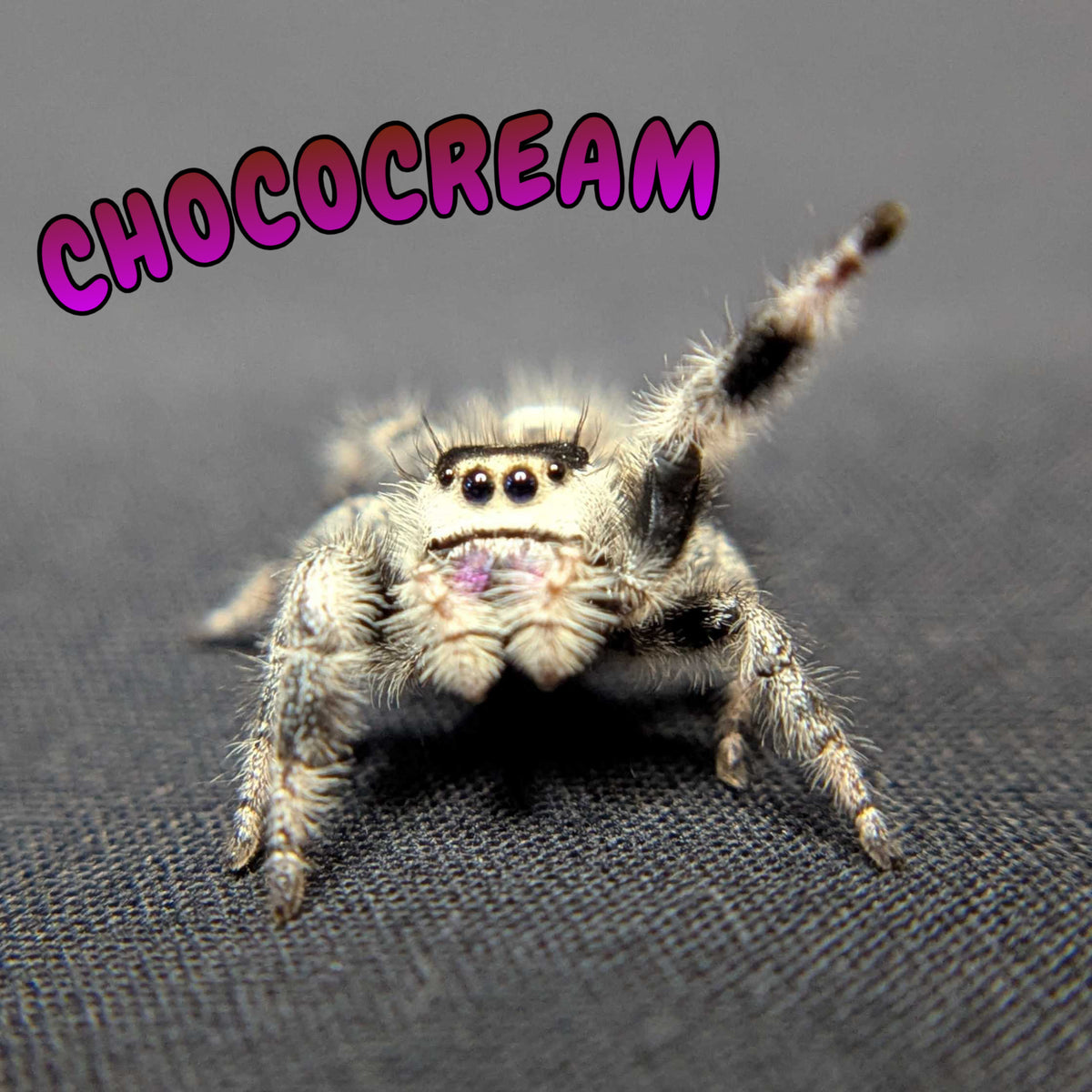 Regal Jumping Spider "Chococream"