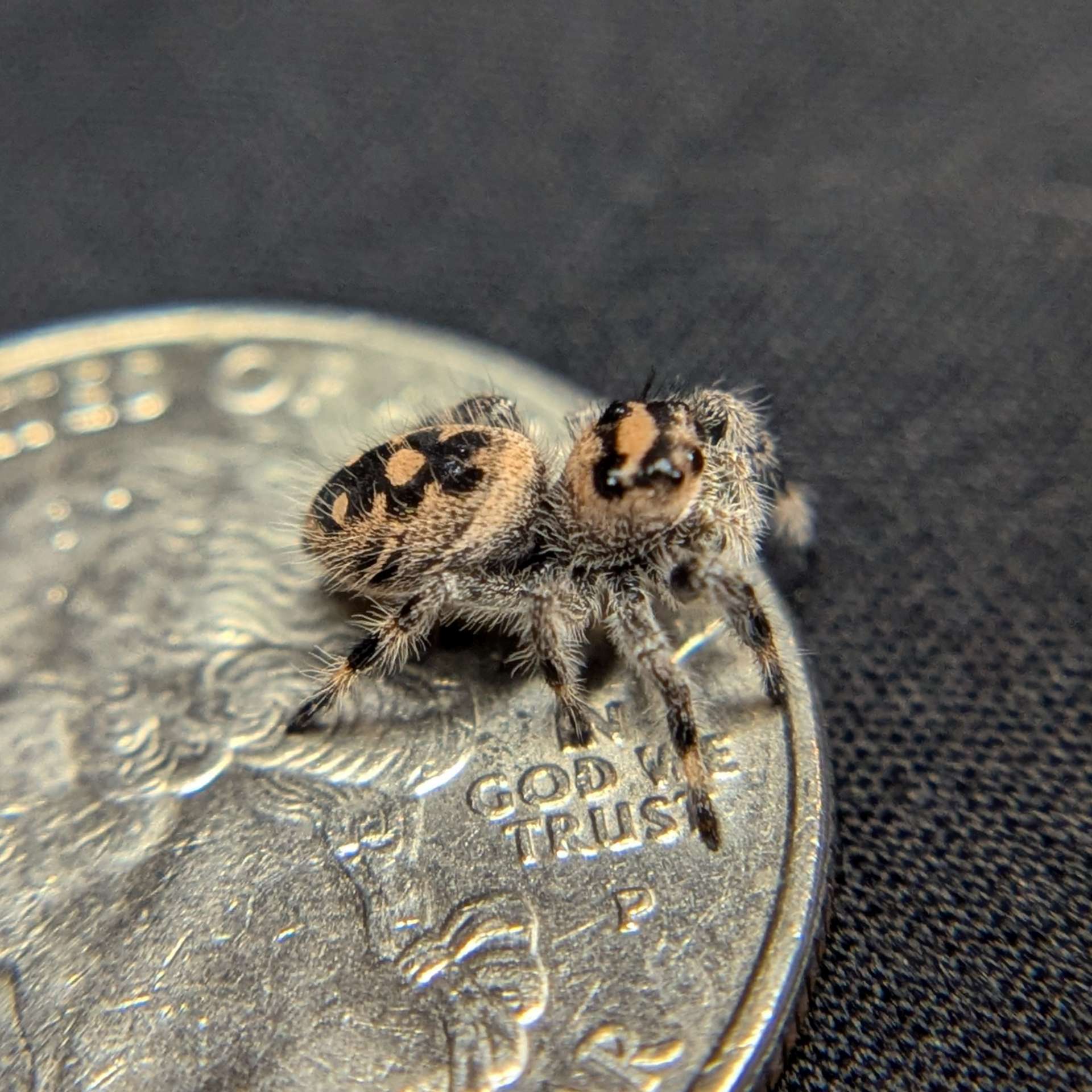 Regal Jumping Spider "Butternut"