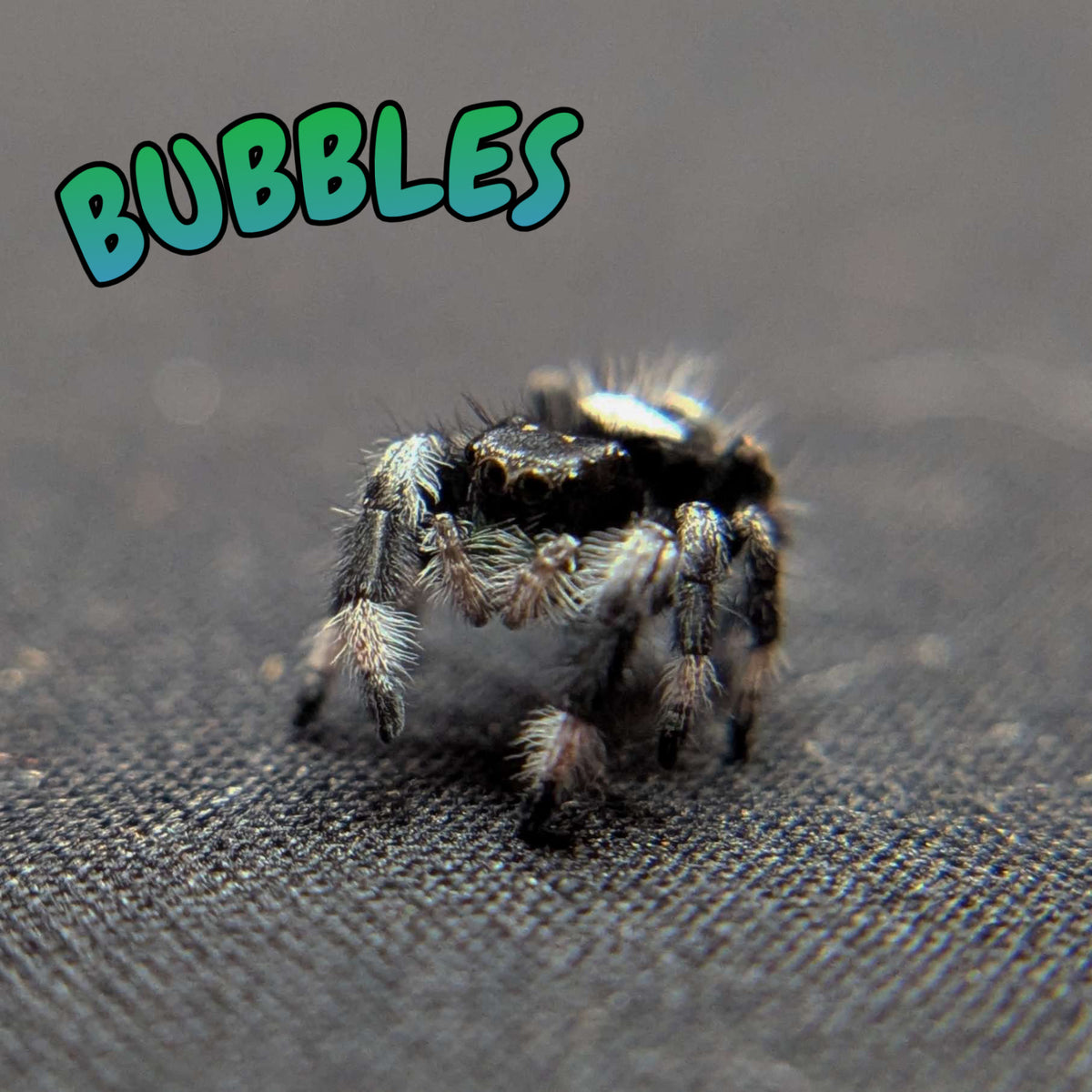 Regal Jumping Spider "Bubbles" FUSED SPOT