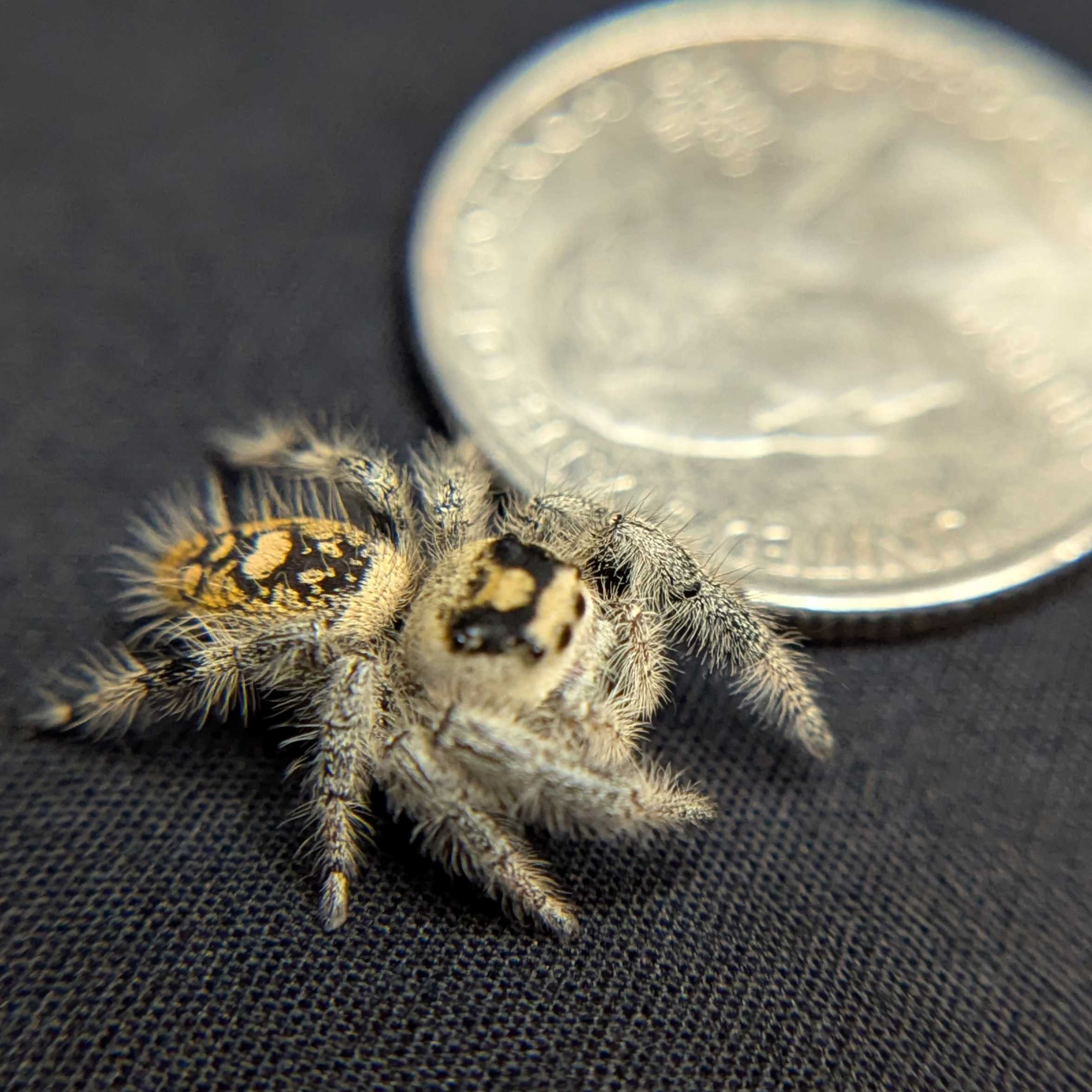 Regal Jumping Spider “OG Kush”