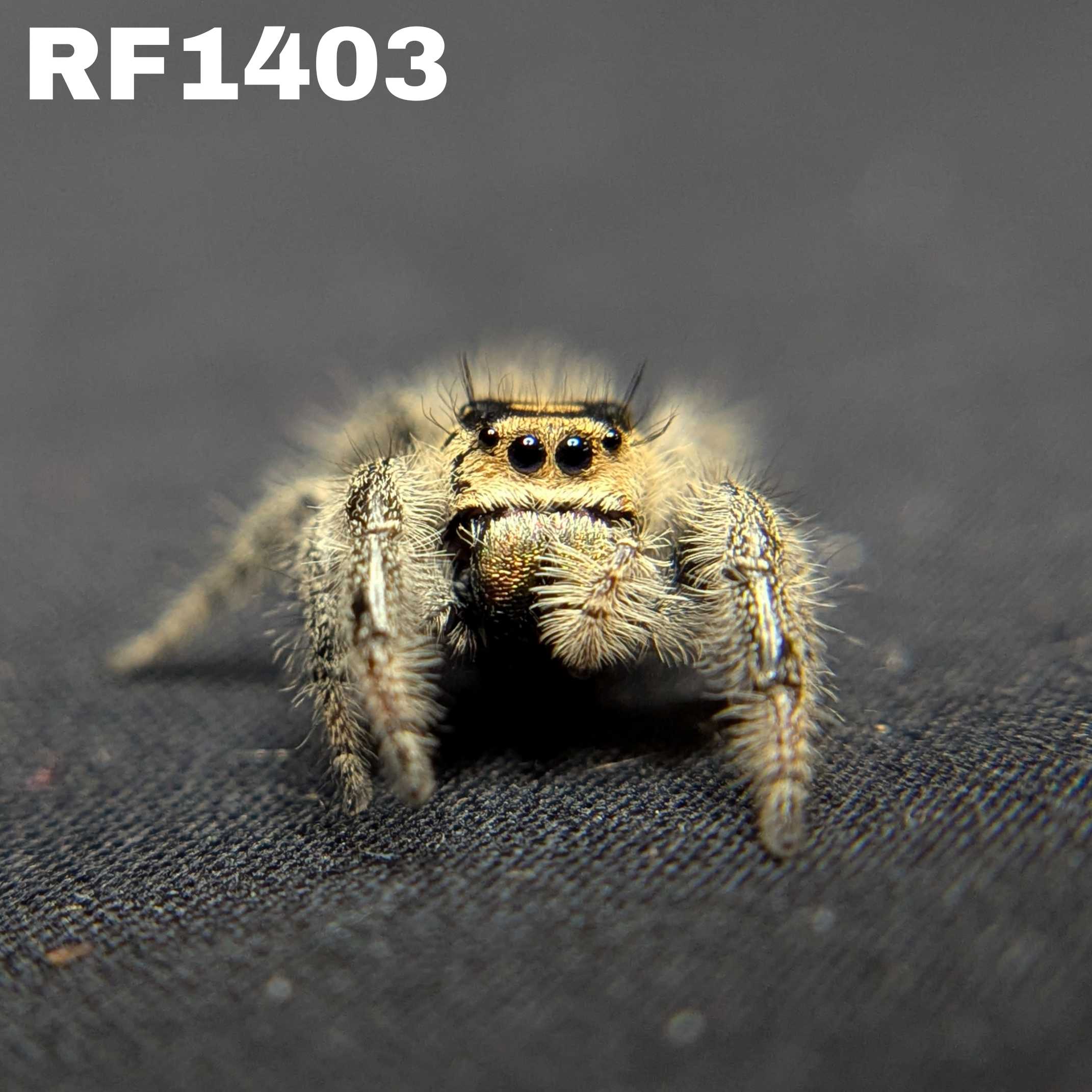 Regal Jumping Spider "Maria"
