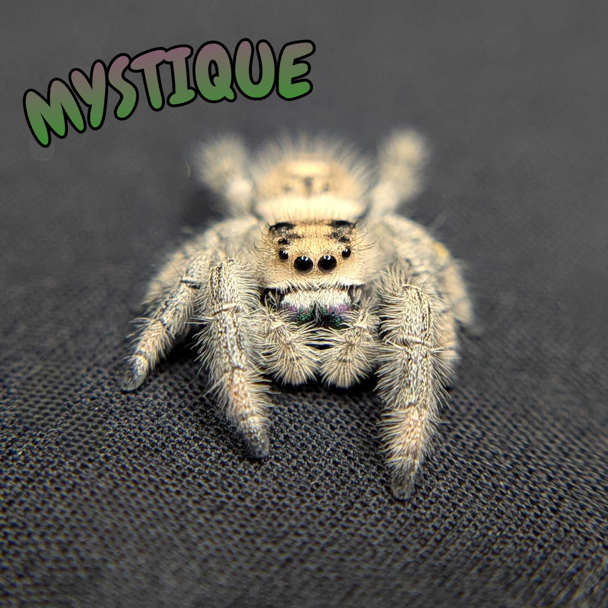 Regal Jumping Spider "Mystique"