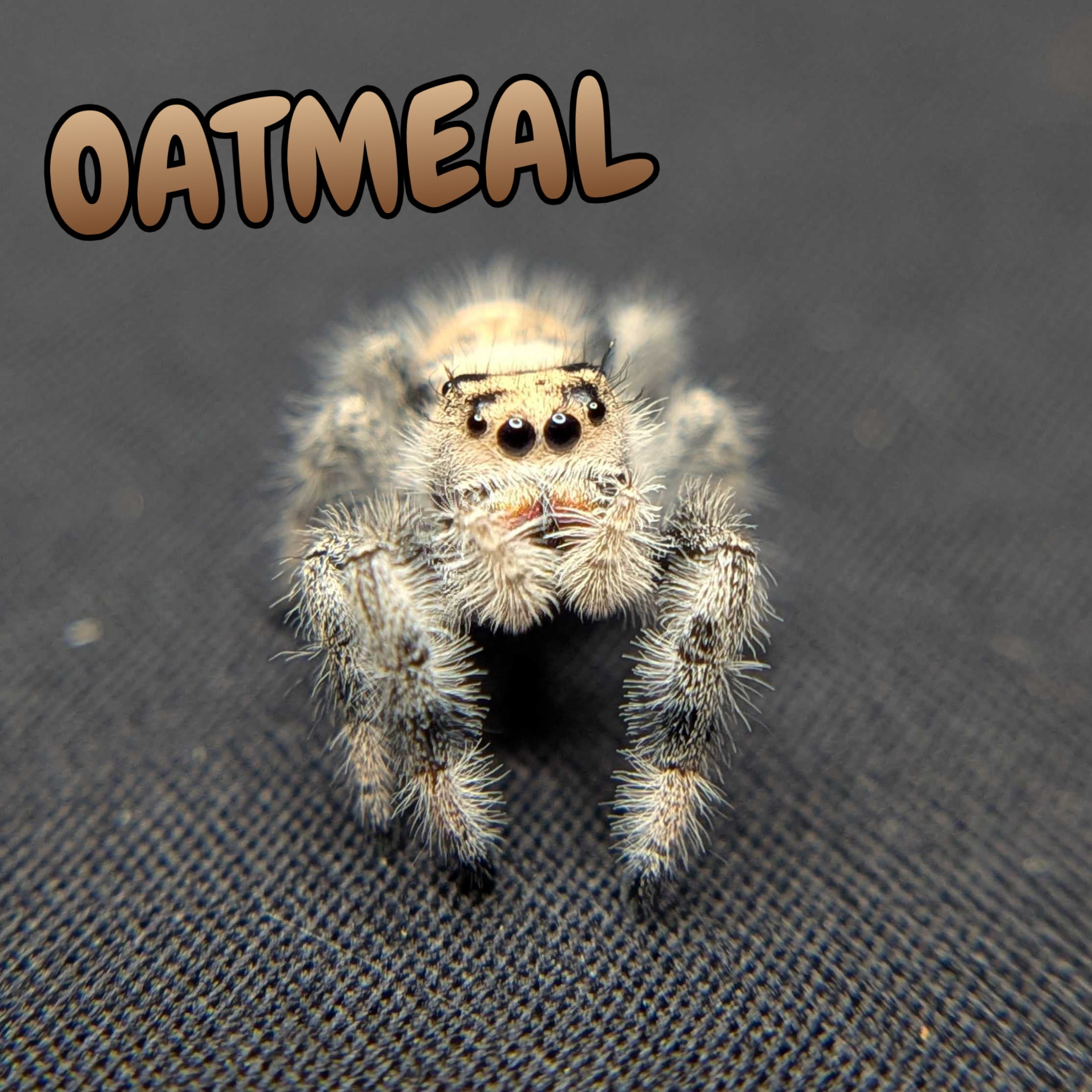 Regal Jumping Spider "Oatmeal"