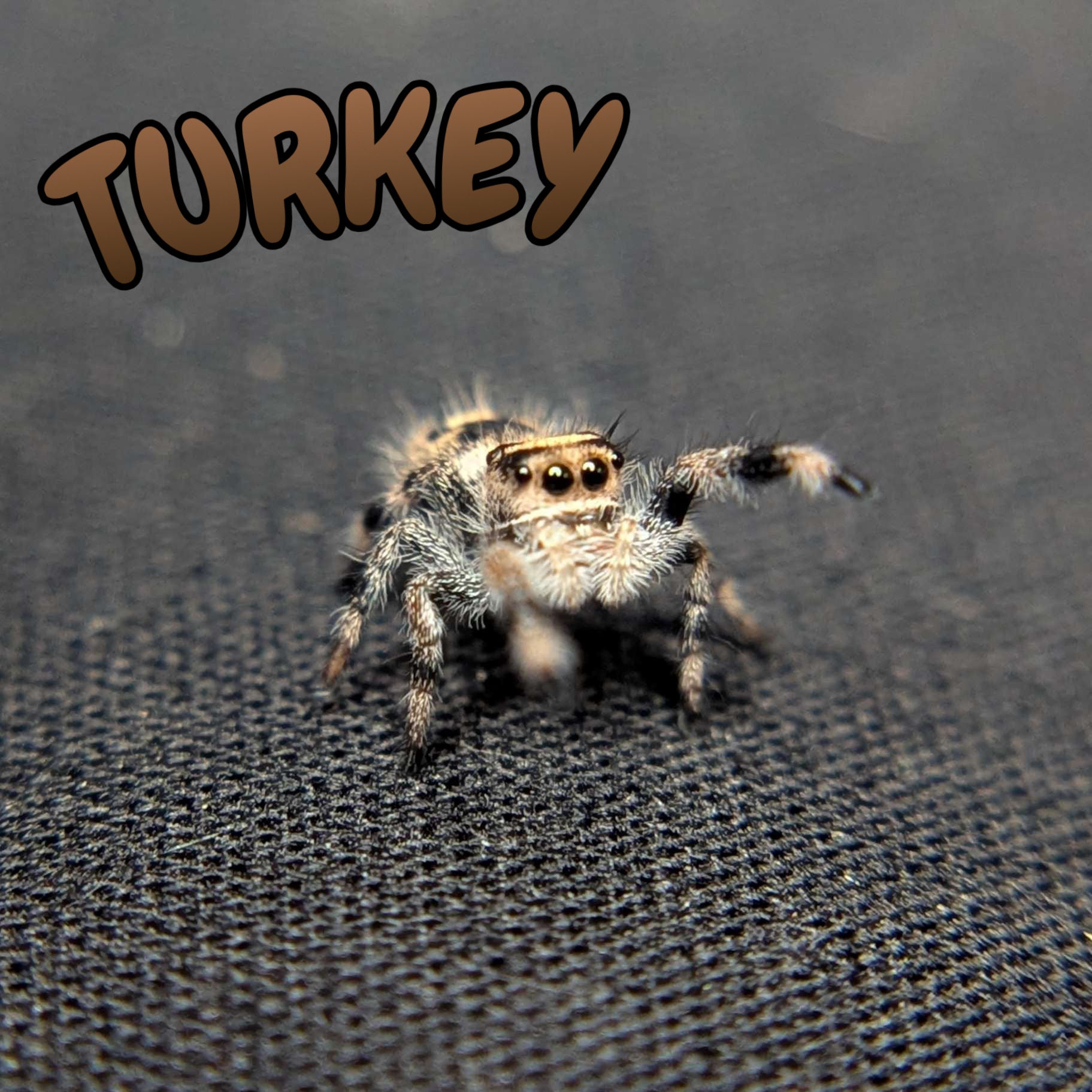 Regal Jumping Spider "Turkey"